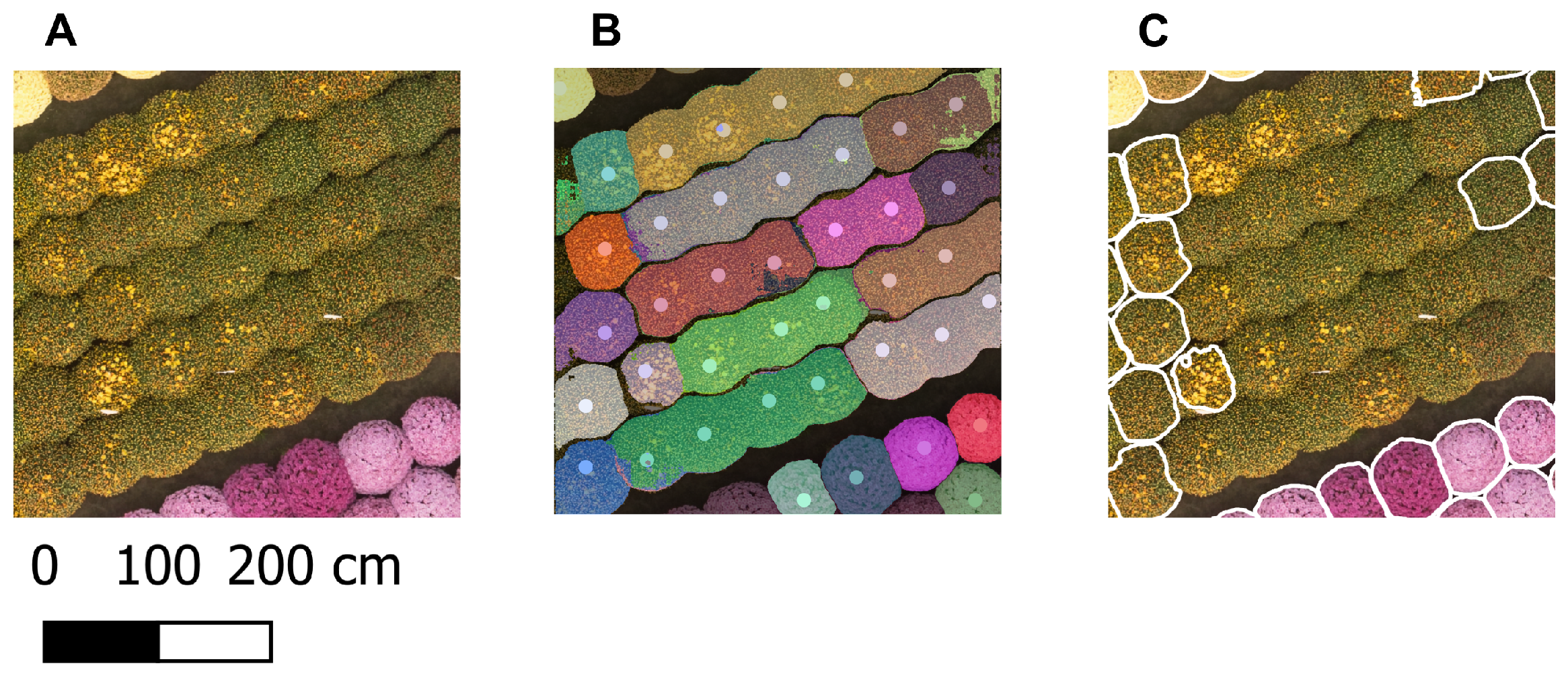 Horticulturae 11 01043 g009