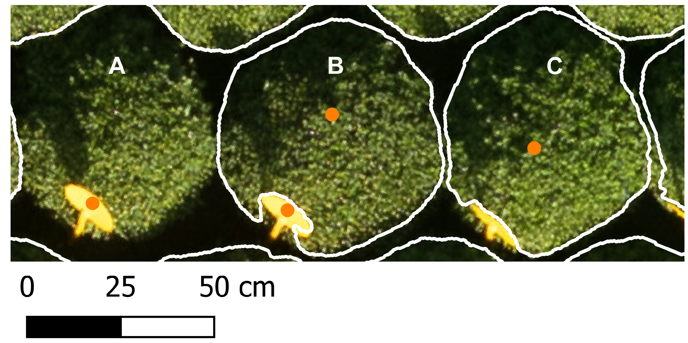 Horticulturae 11 01043 g010