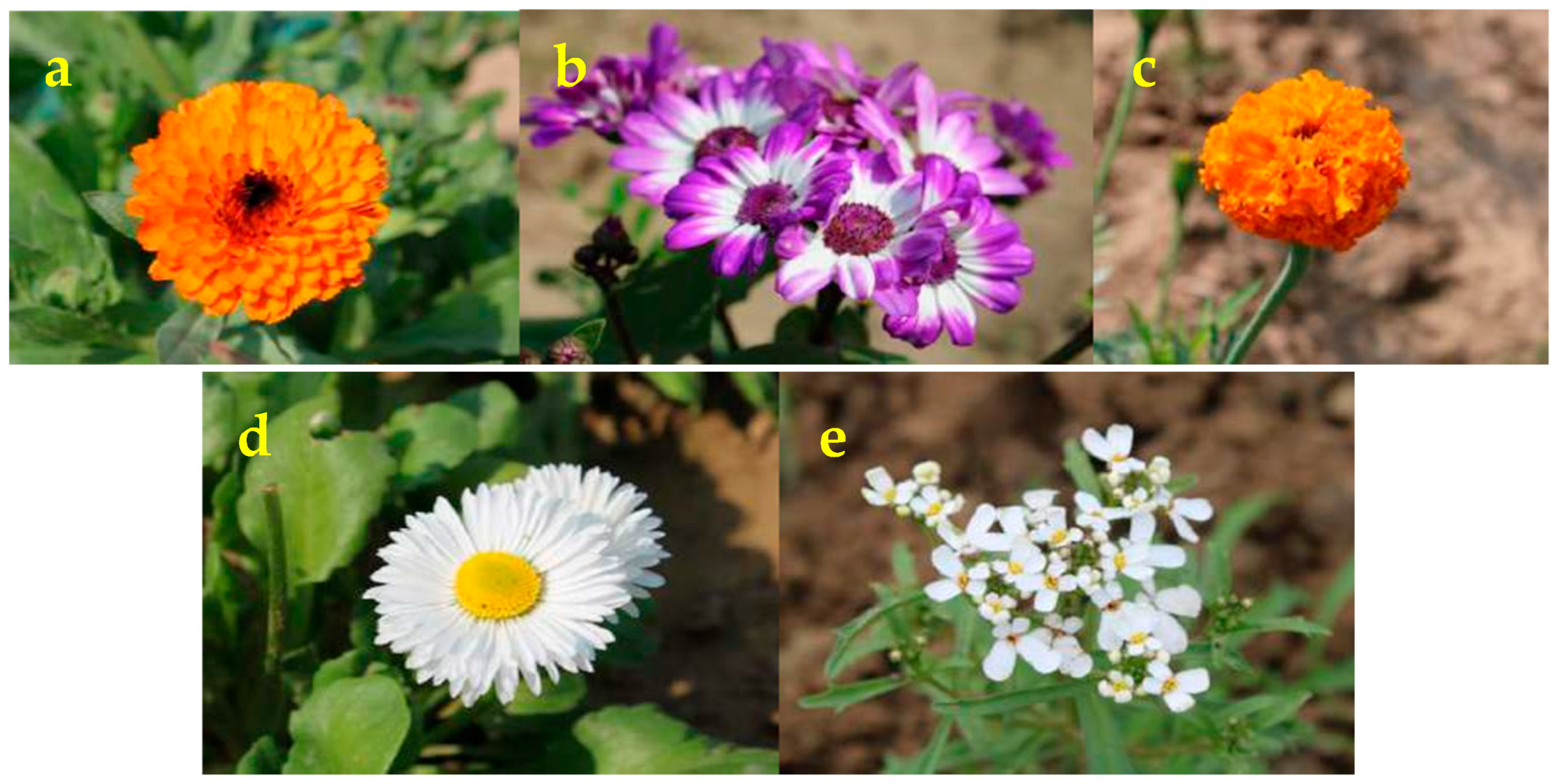 Horticulturae 11 01045 g002