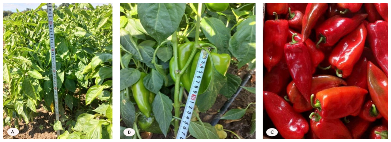 Horticulturae 11 01048 g001