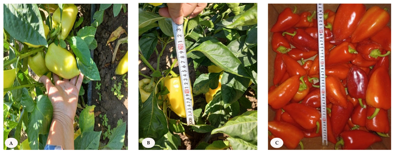 Horticulturae 11 01048 g002