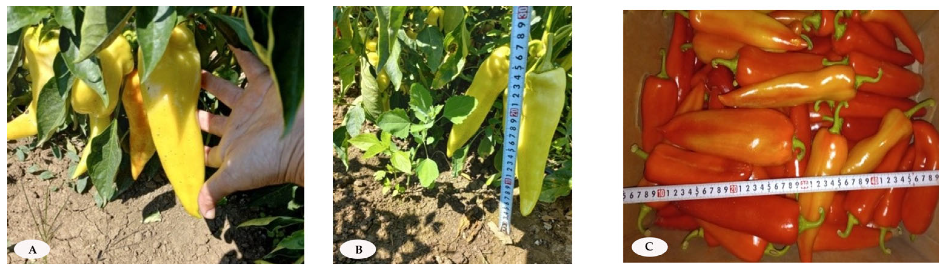 Horticulturae 11 01048 g003