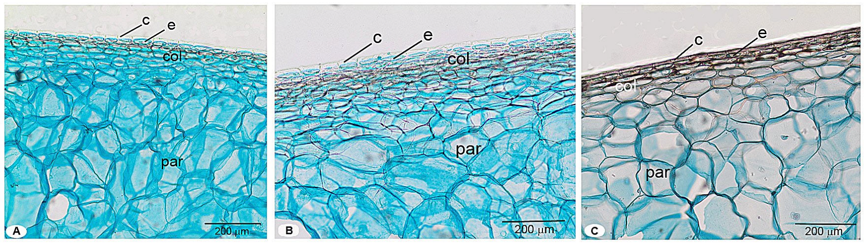 Horticulturae 11 01048 g005
