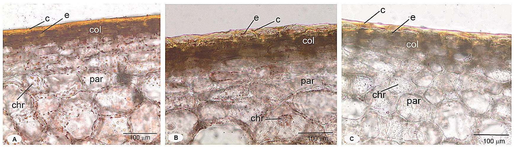 Horticulturae 11 01048 g006
