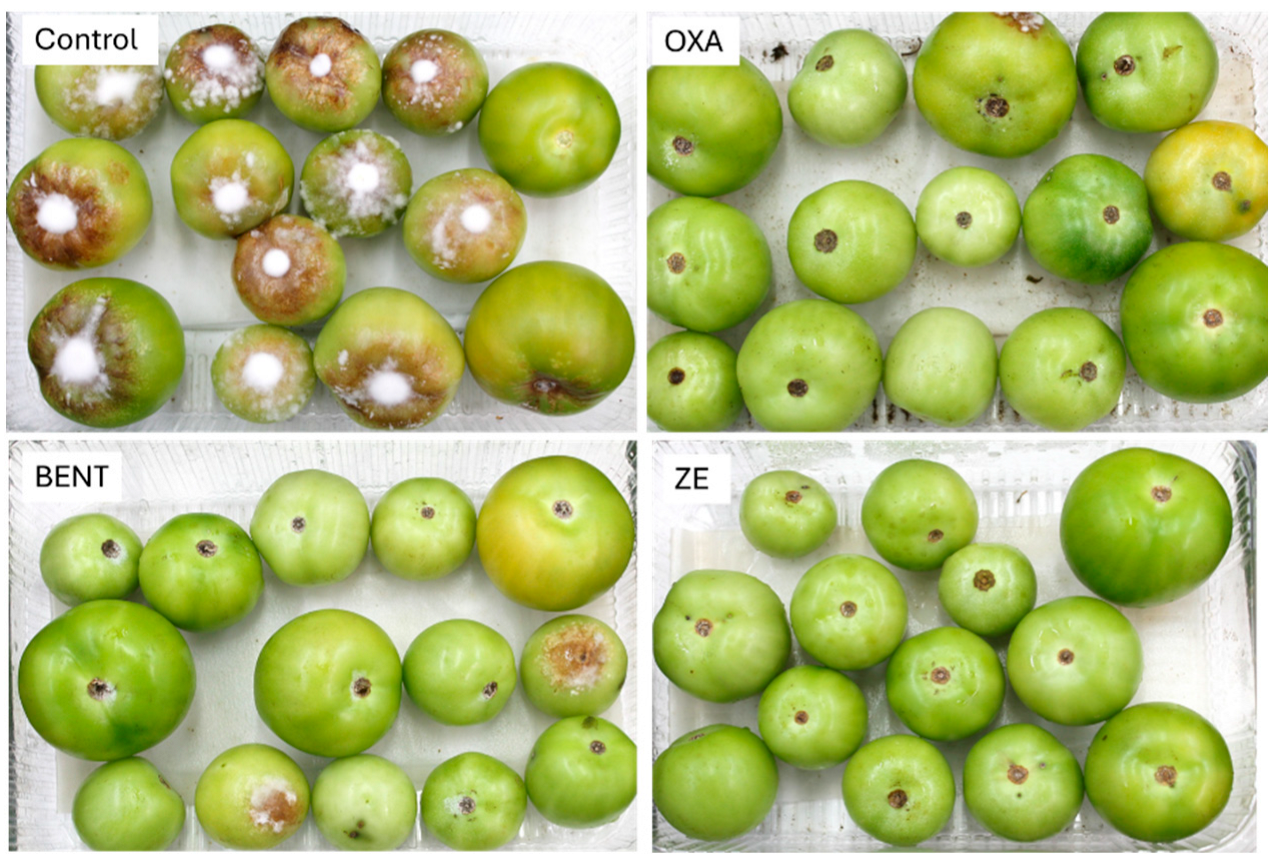 Horticulturae 11 01050 g004 Horticulturae 11 01050 g004
