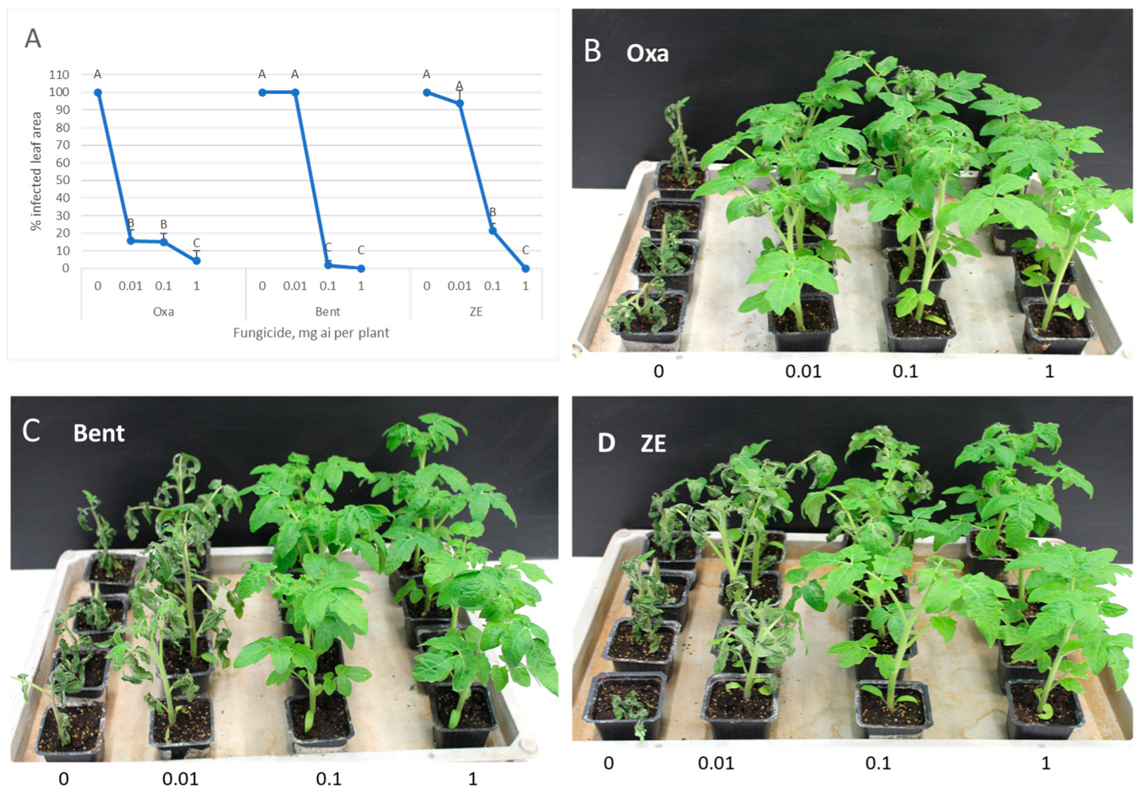 Horticulturae 11 01050 g005 Horticulturae 11 01050 g005
