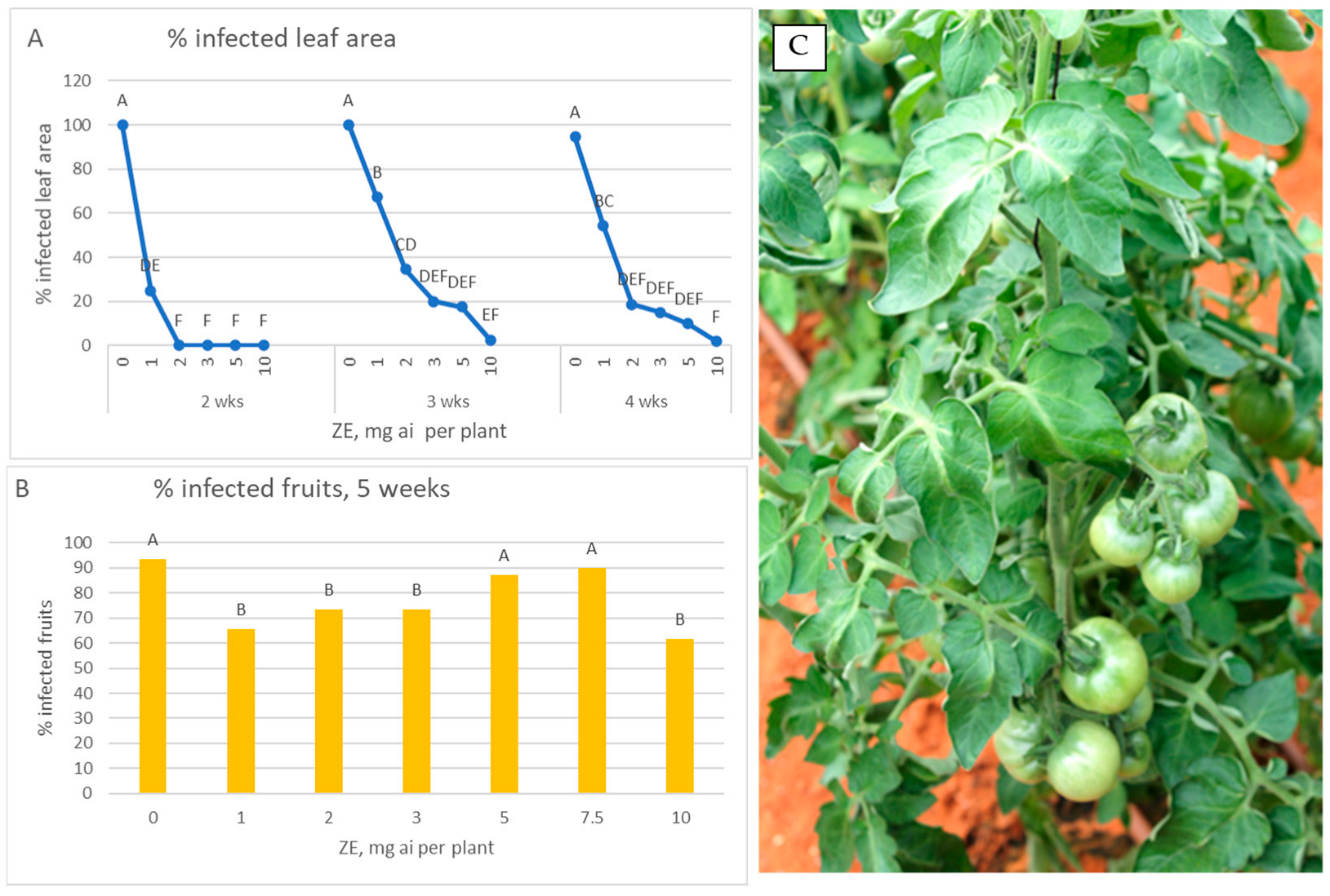 Horticulturae 11 01050 g006 Horticulturae 11 01050 g006