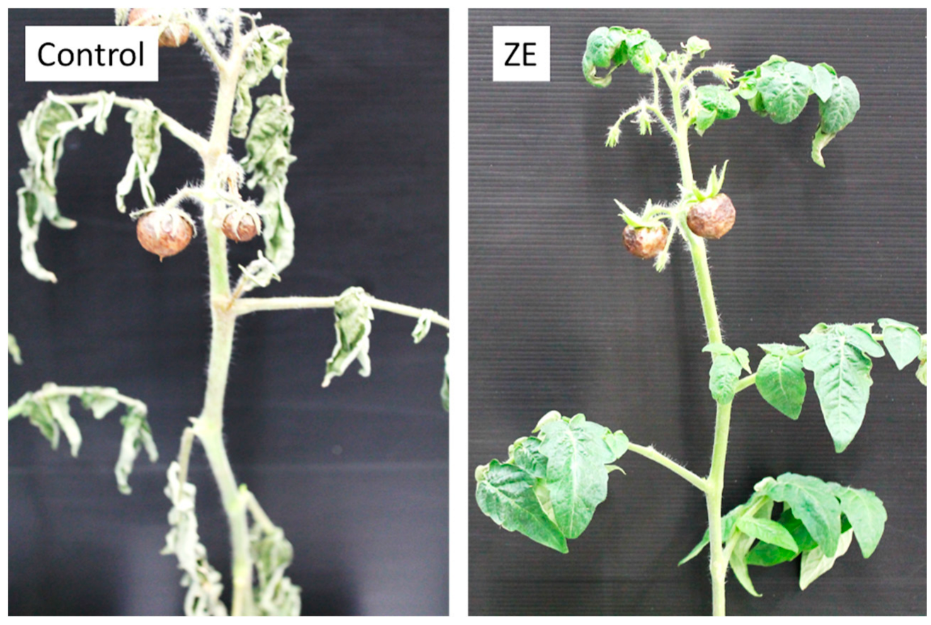 Horticulturae 11 01050 g009 Horticulturae 11 01050 g009