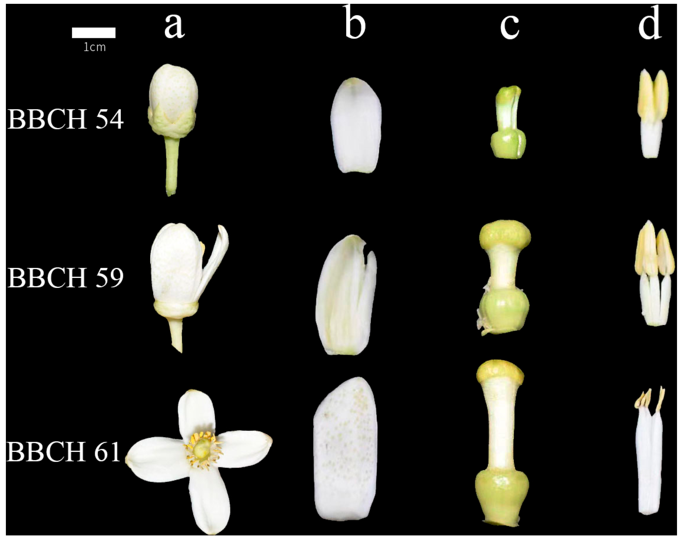 Horticulturae 11 01053 g001 Horticulturae 11 01053 g001