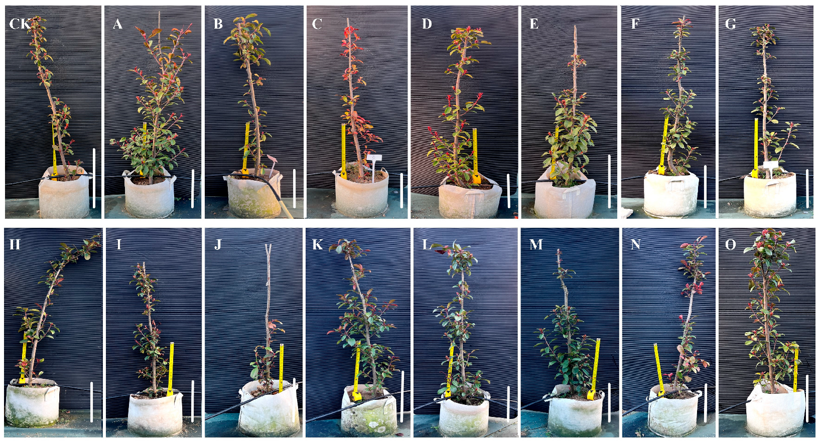 Horticulturae 11 01055 g002 Horticulturae 11 01055 g002
