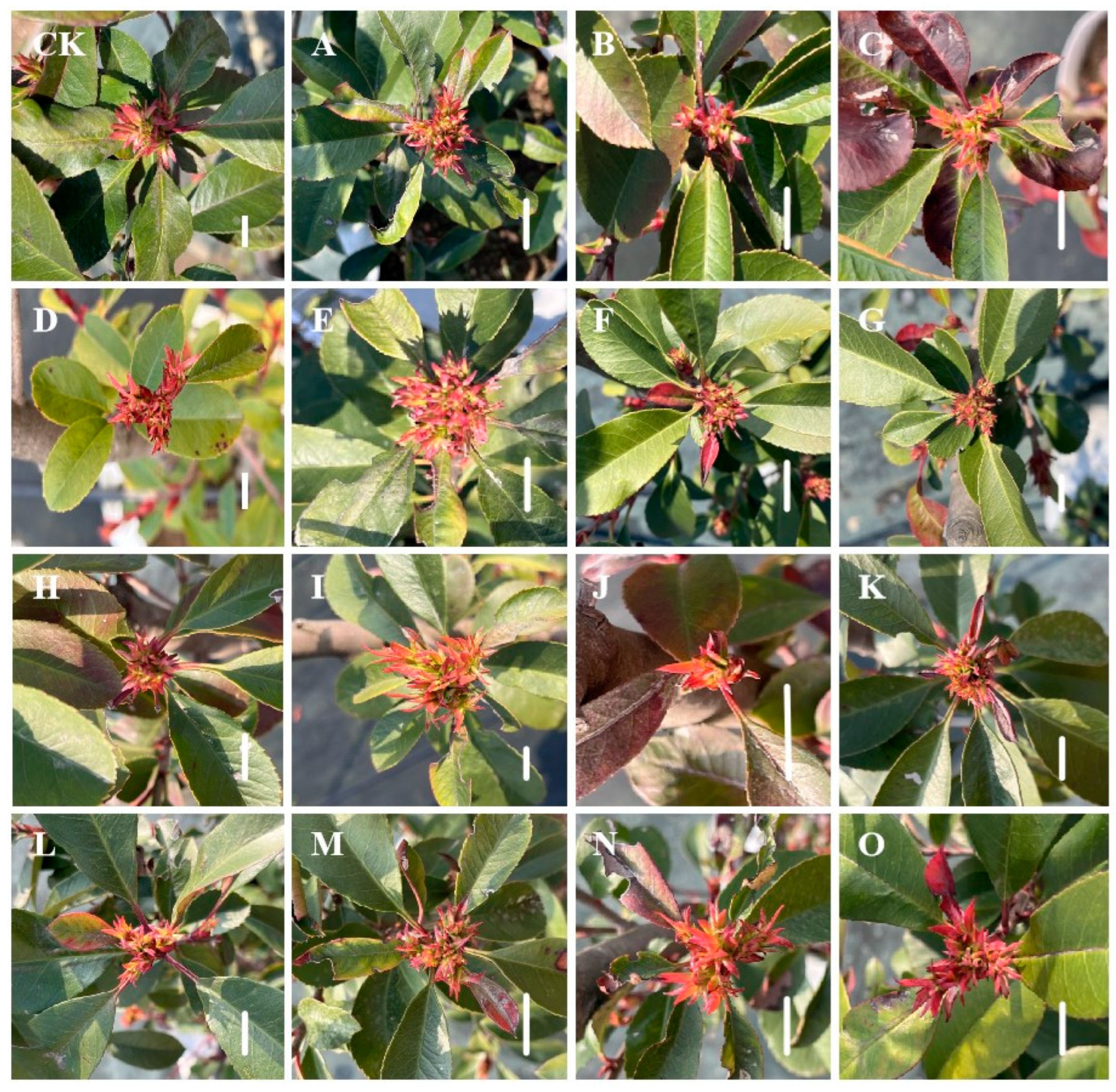 Horticulturae 11 01055 g003 Horticulturae 11 01055 g003