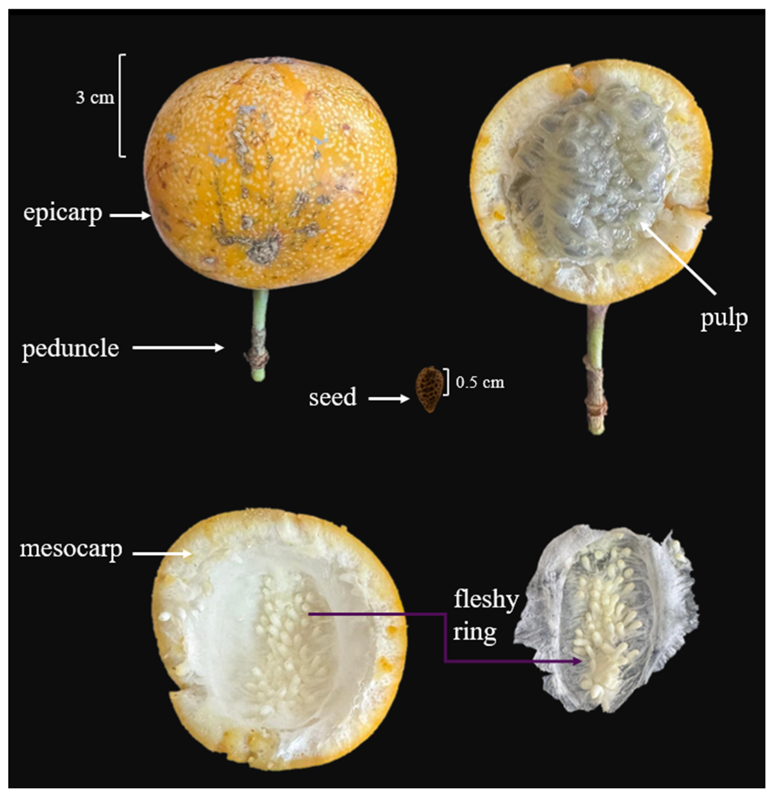 Horticulturae 11 01058 g002
