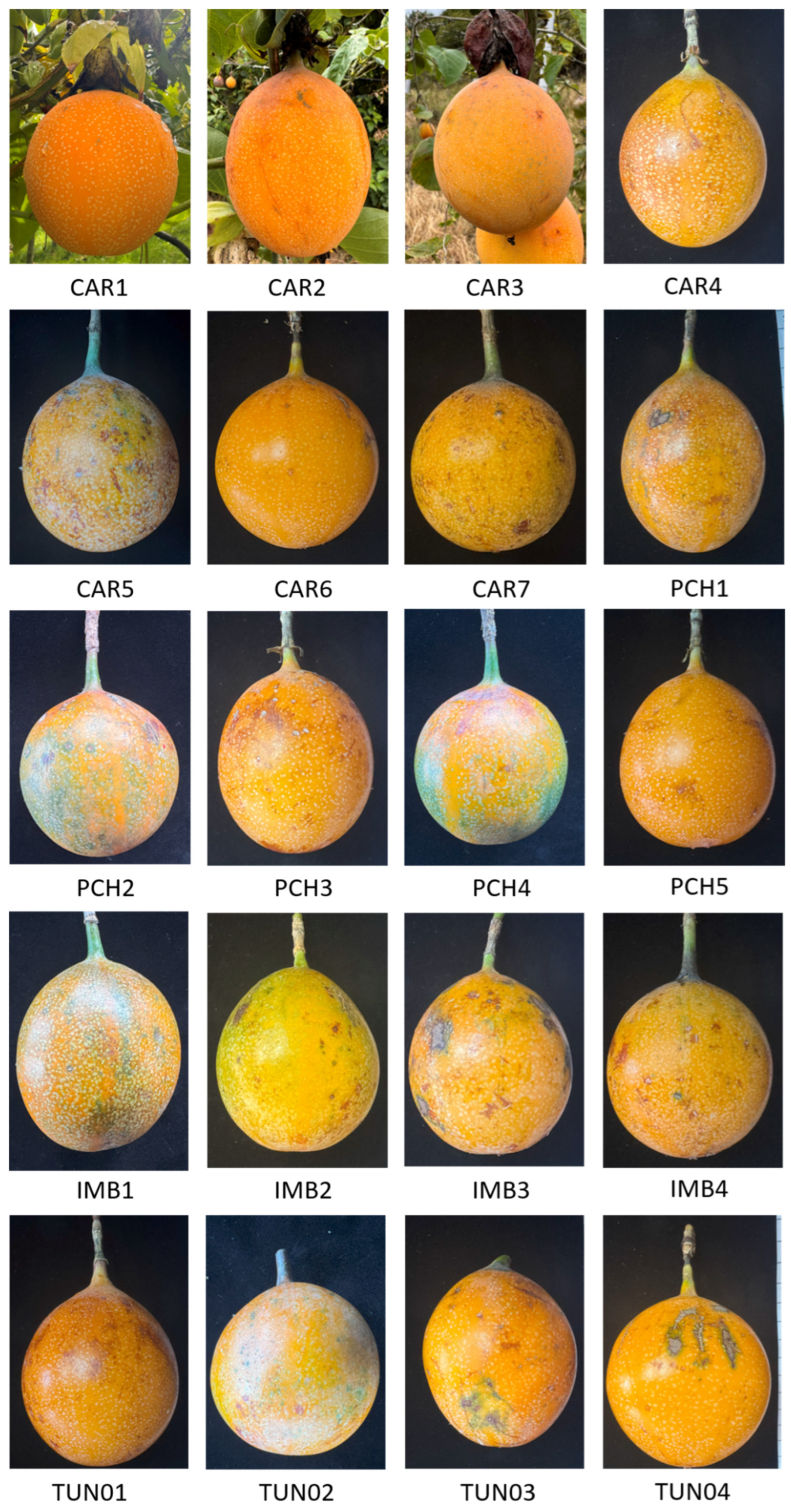 Horticulturae 11 01058 g0a1a