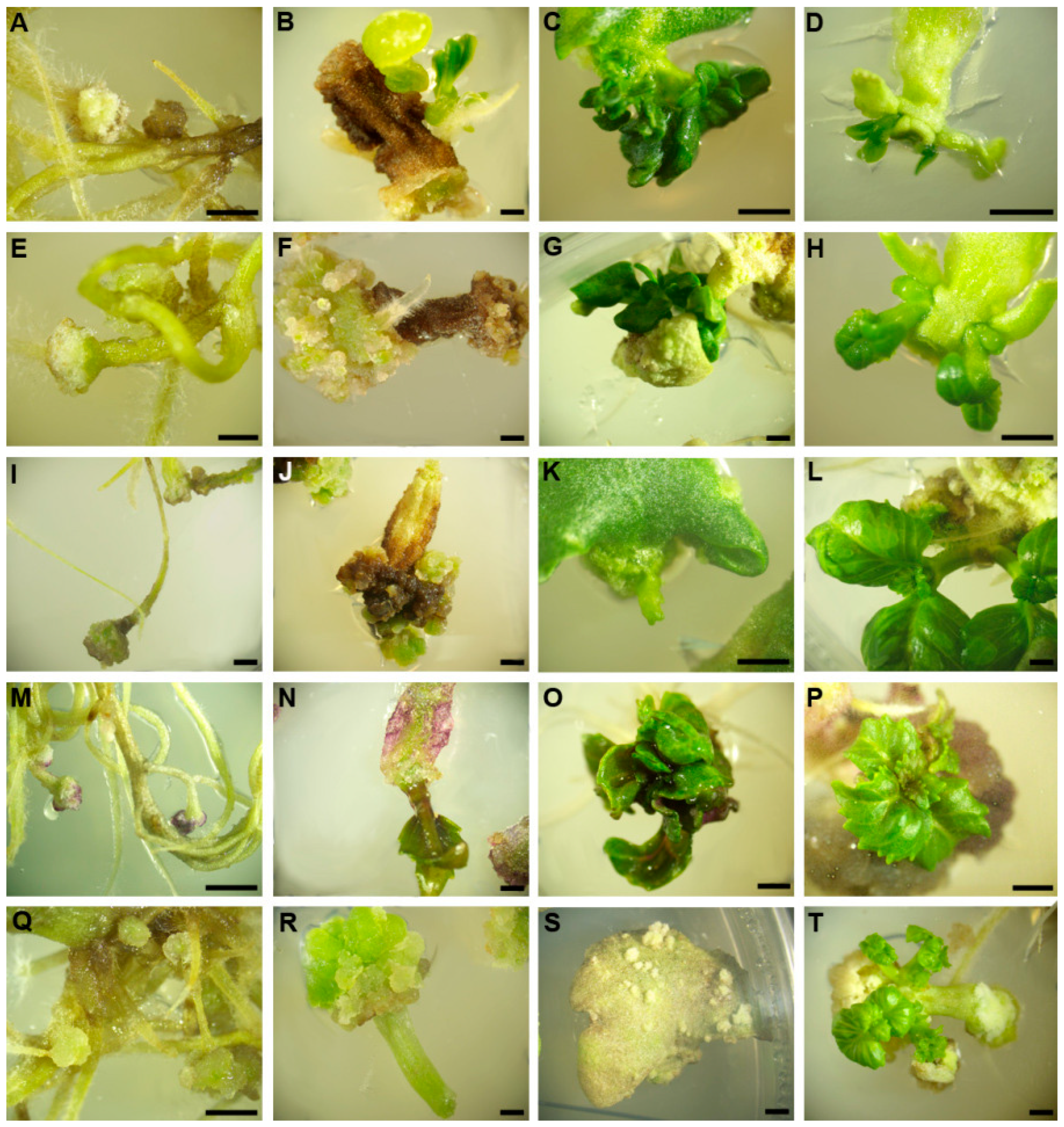 Horticulturae 11 01060 g001