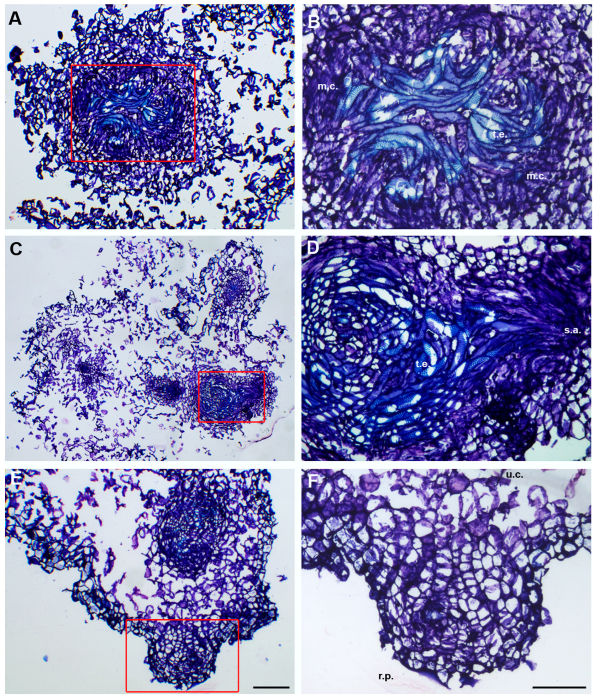 Horticulturae 11 01060 g002
