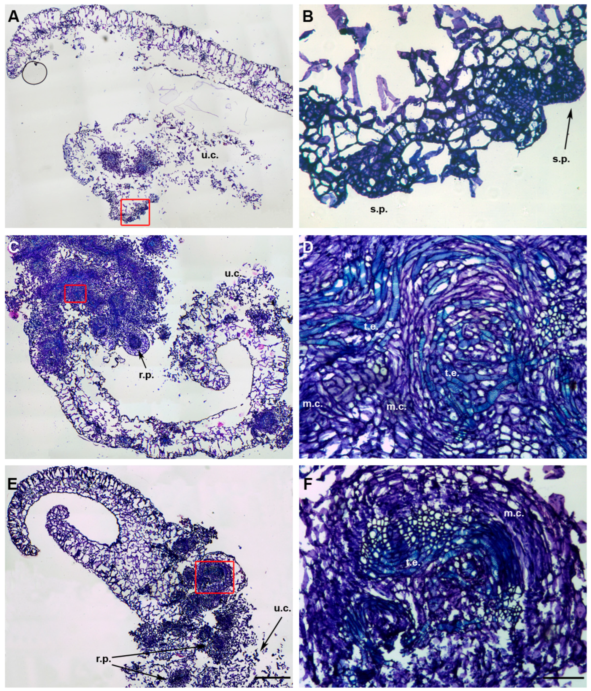 Horticulturae 11 01060 g003