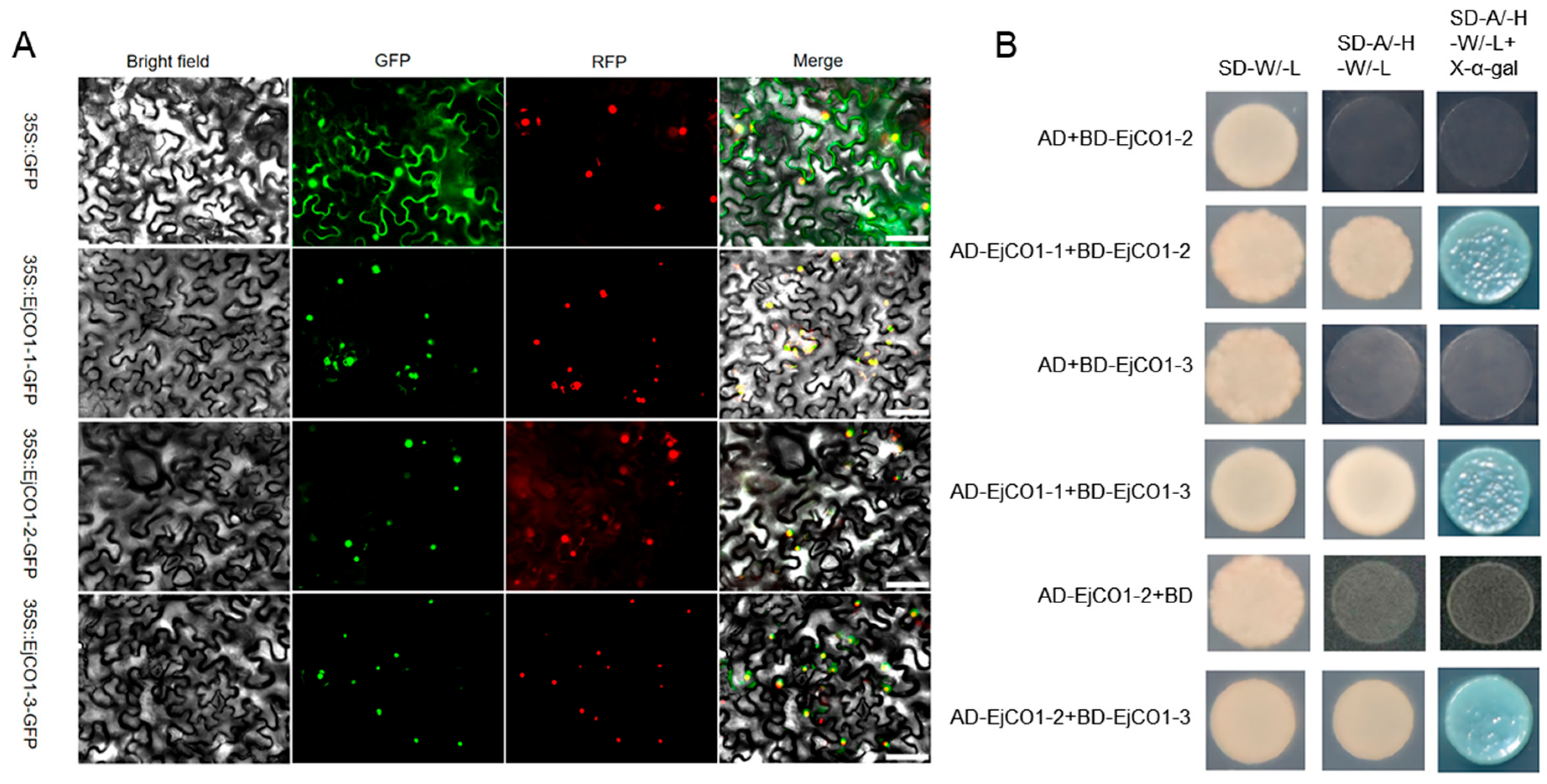 Horticulturae 11 01064 g004 Horticulturae 11 01064 g004