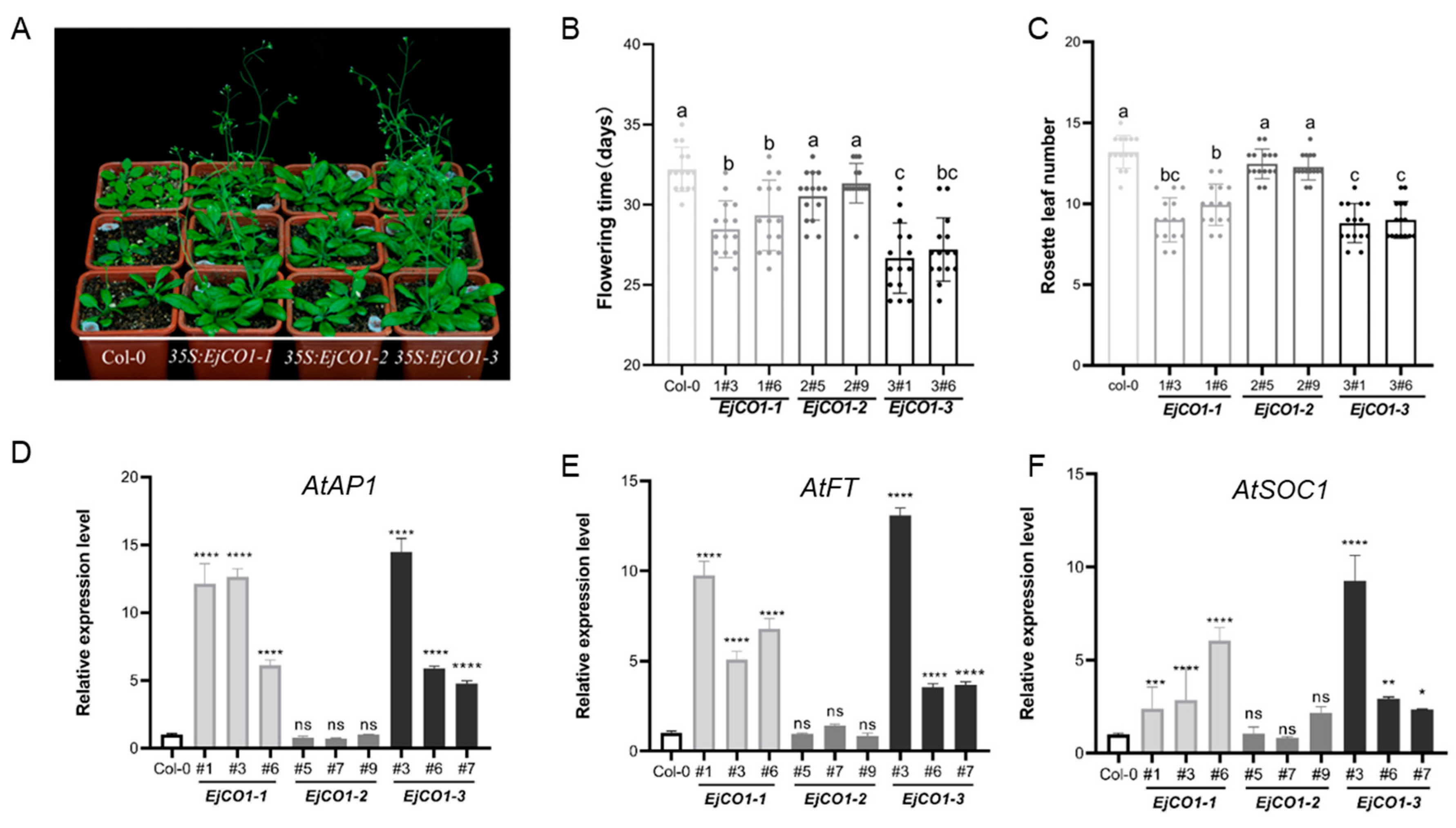 Horticulturae 11 01064 g005 Horticulturae 11 01064 g005