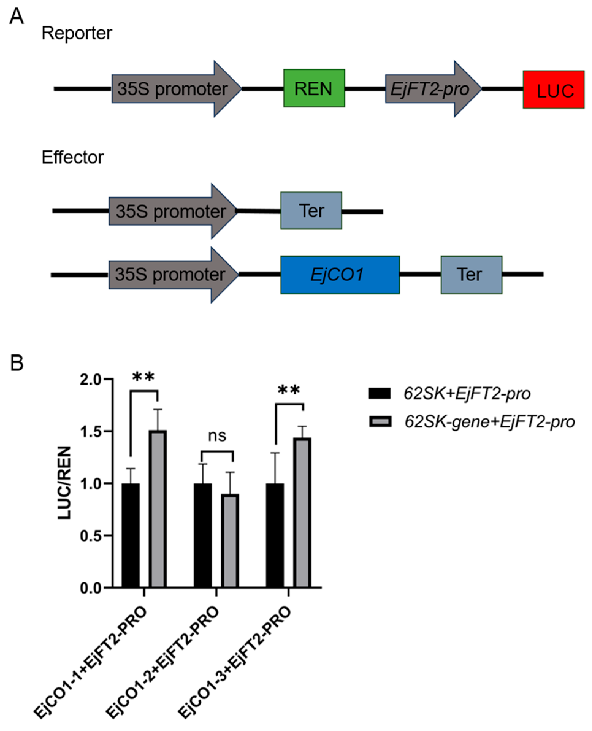 Horticulturae 11 01064 g006 Horticulturae 11 01064 g006