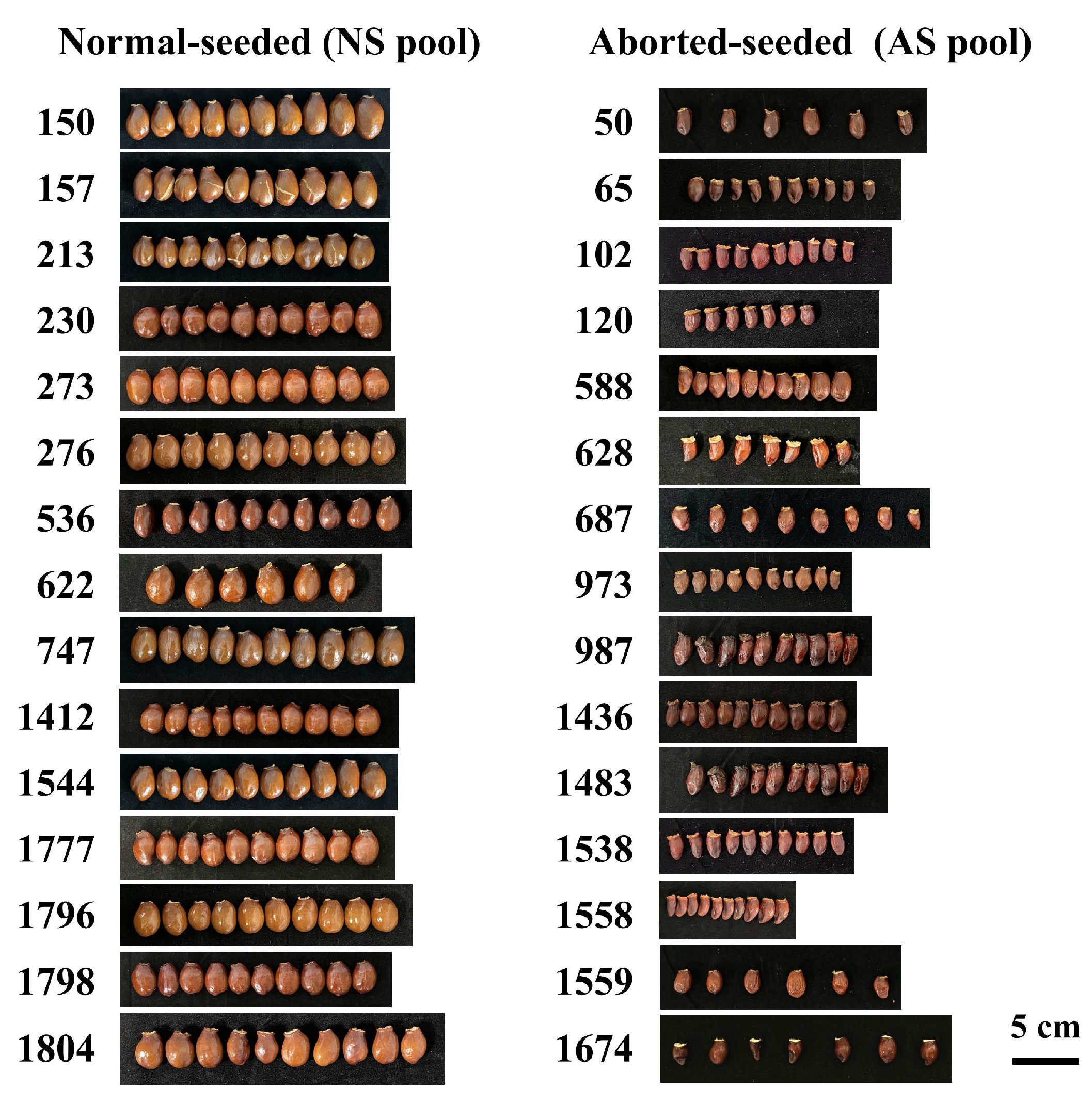 Horticulturae 11 01079 g001 Horticulturae 11 01079 g001