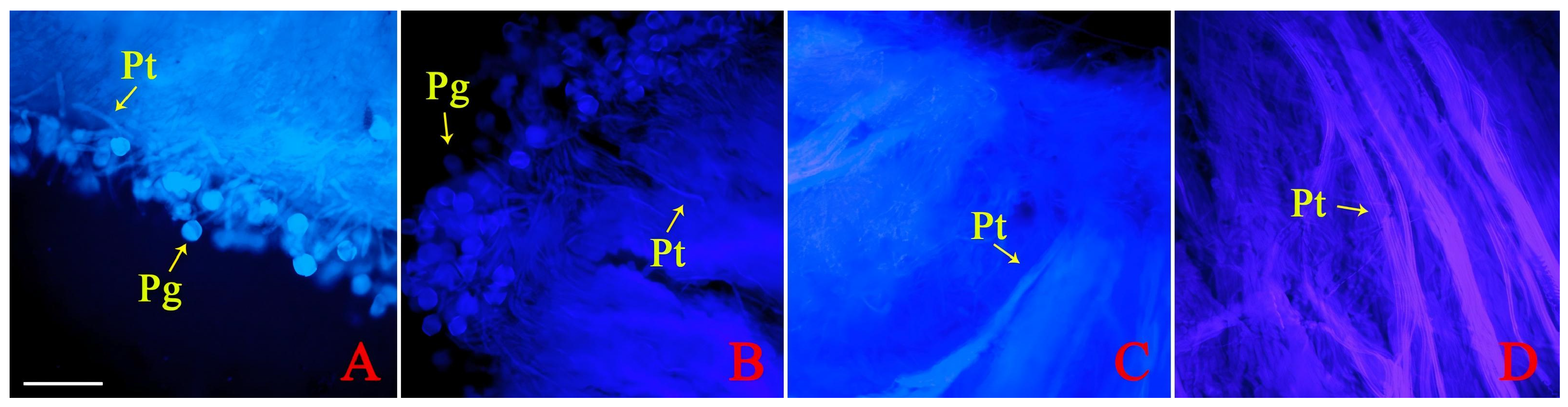 Horticulturae 11 01082 g001 Horticulturae 11 01082 g001