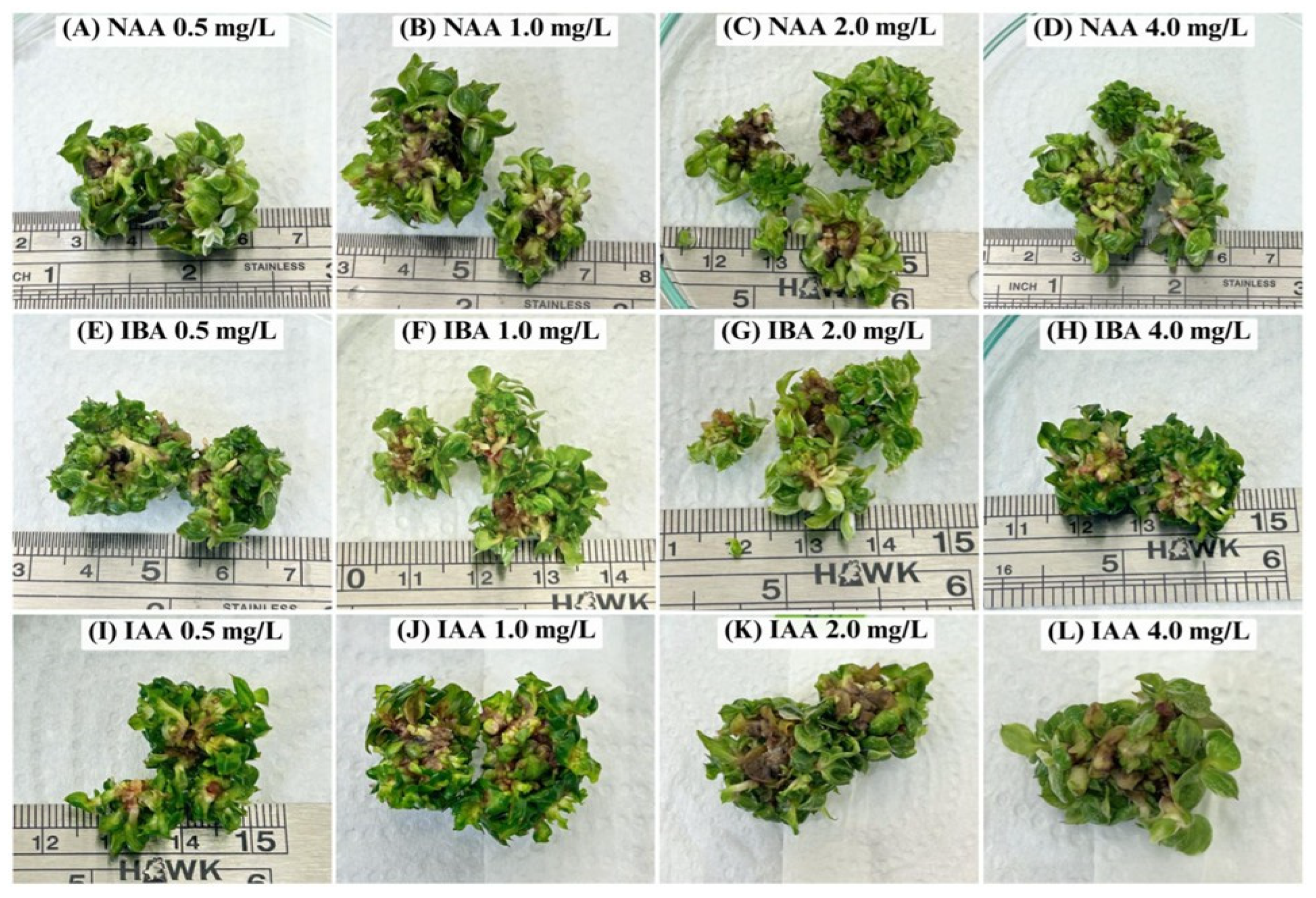Horticulturae 11 01085 g002