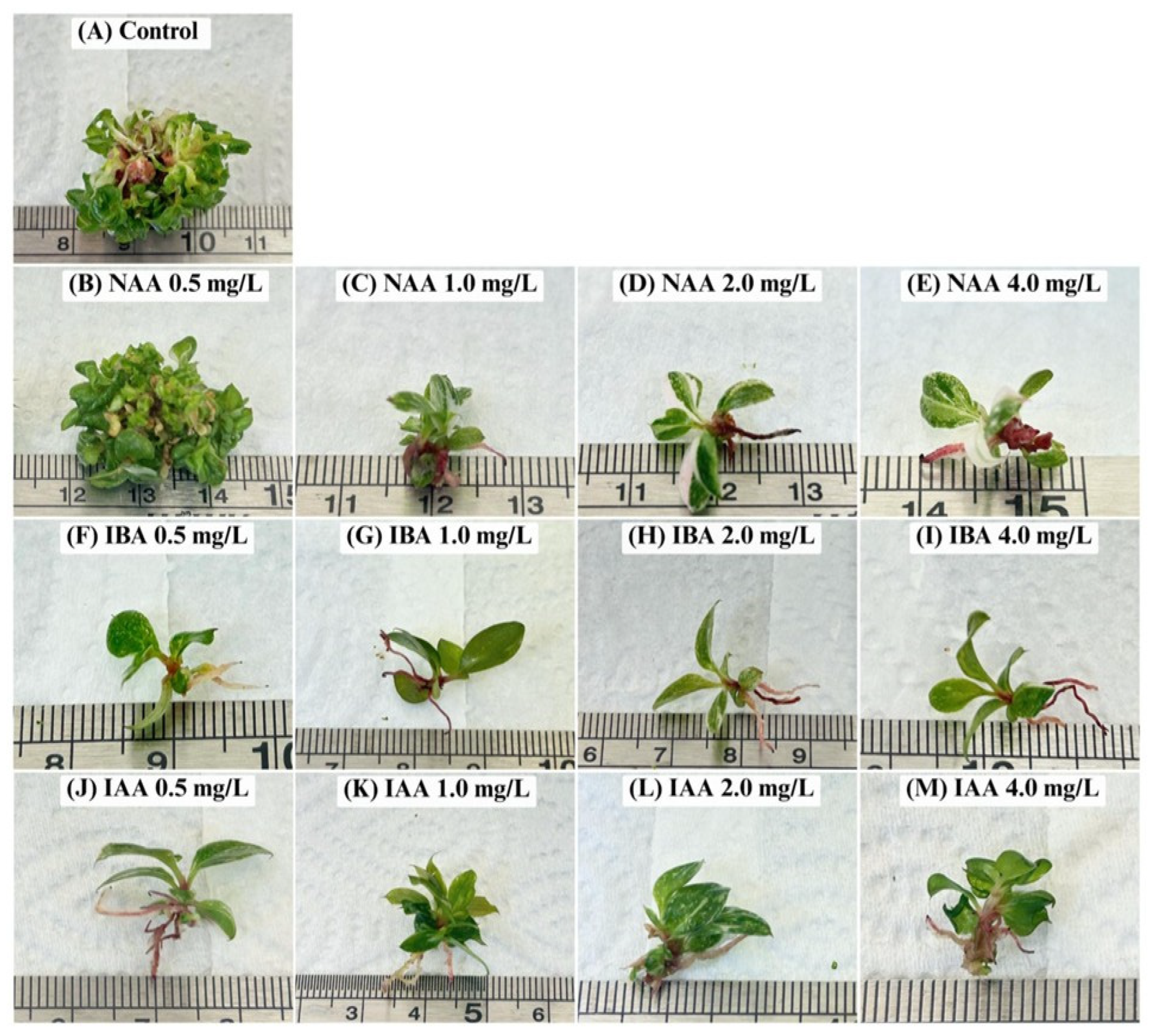 Horticulturae 11 01085 g003
