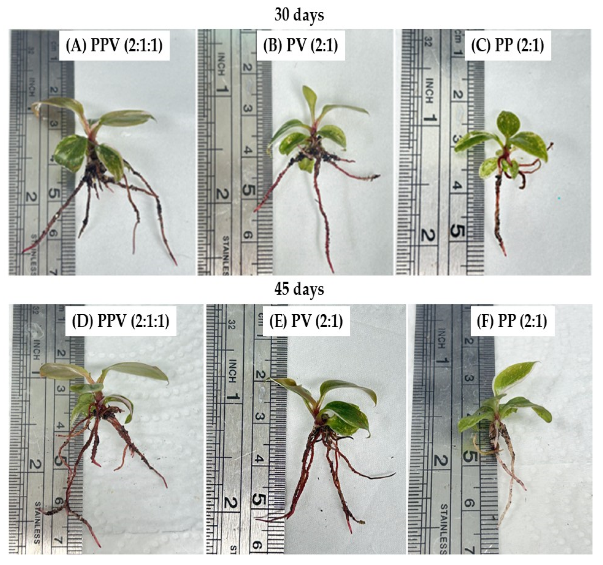 Horticulturae 11 01085 g004