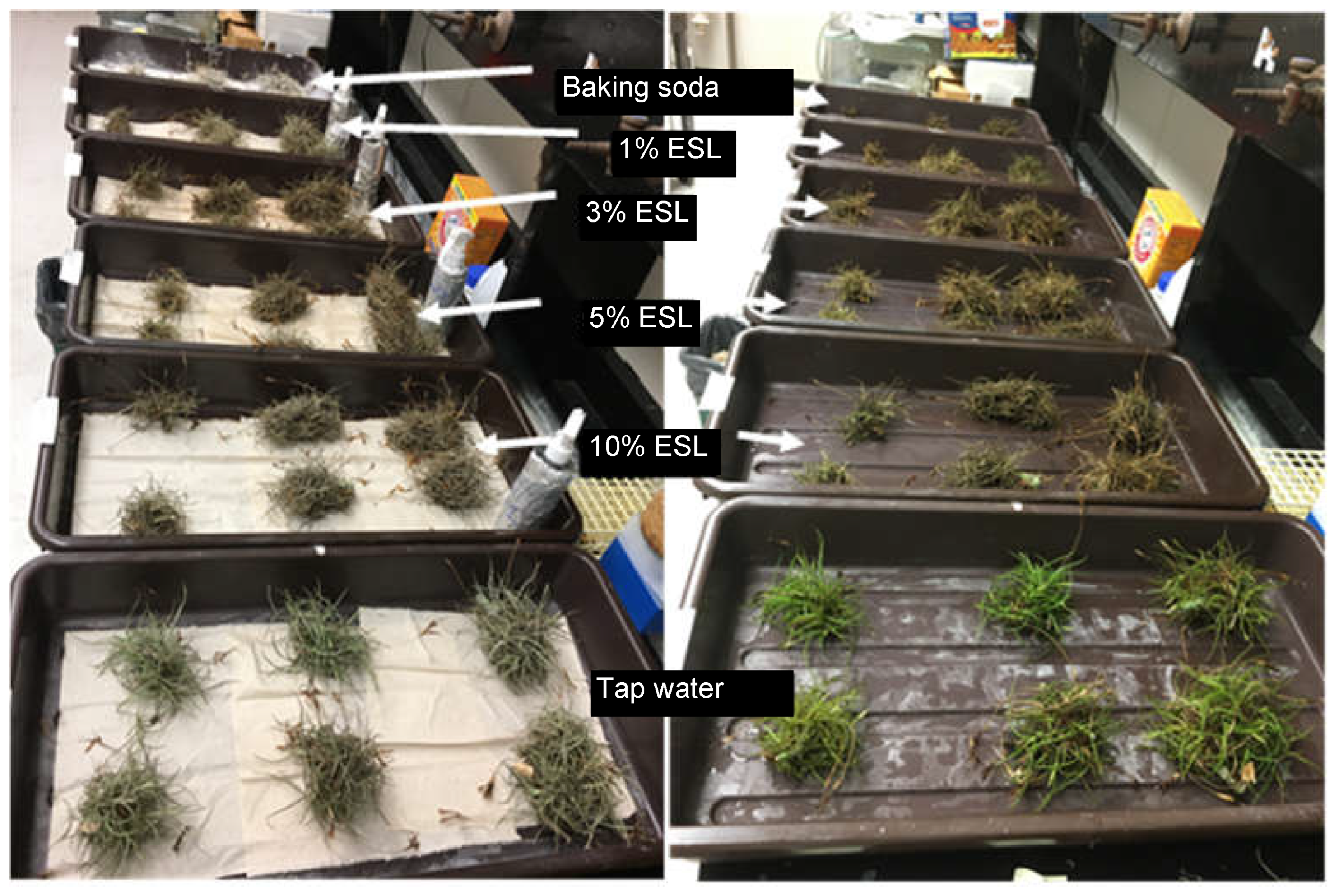 Horticulturae 11 01090 g002