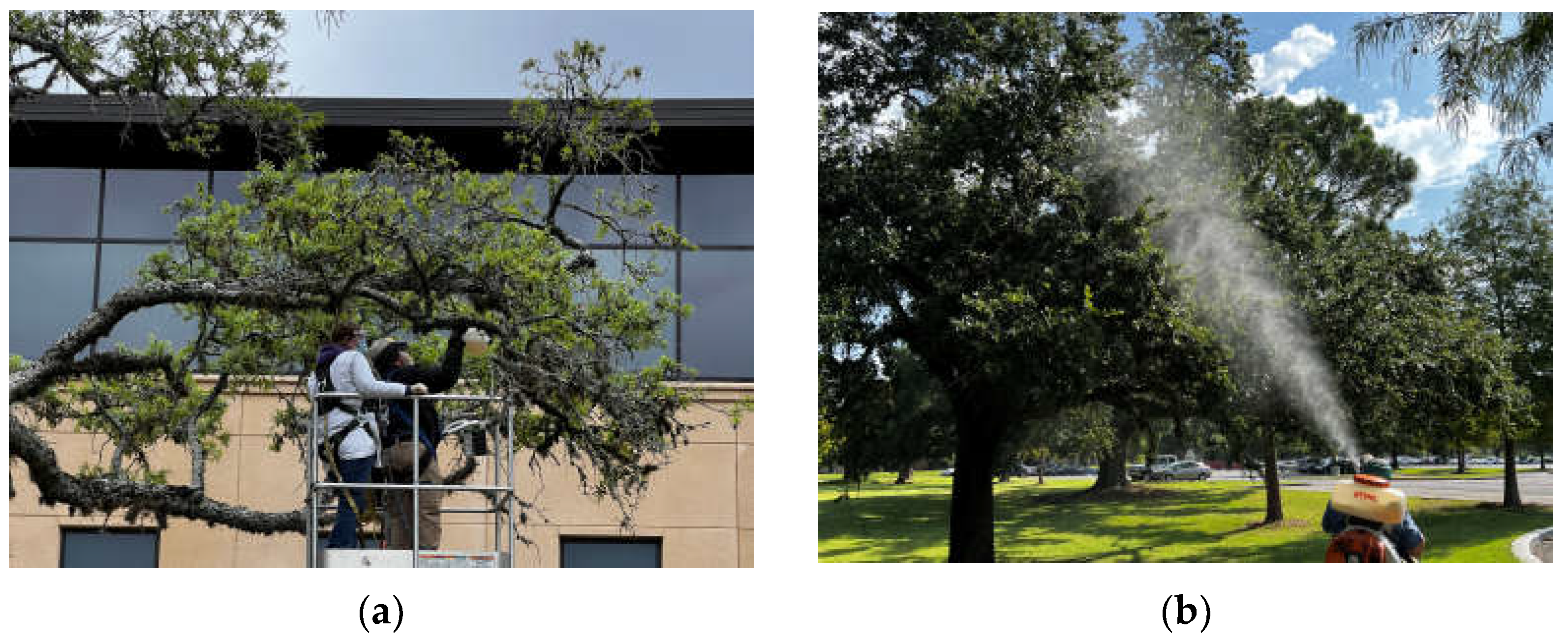 Horticulturae 11 01090 g003