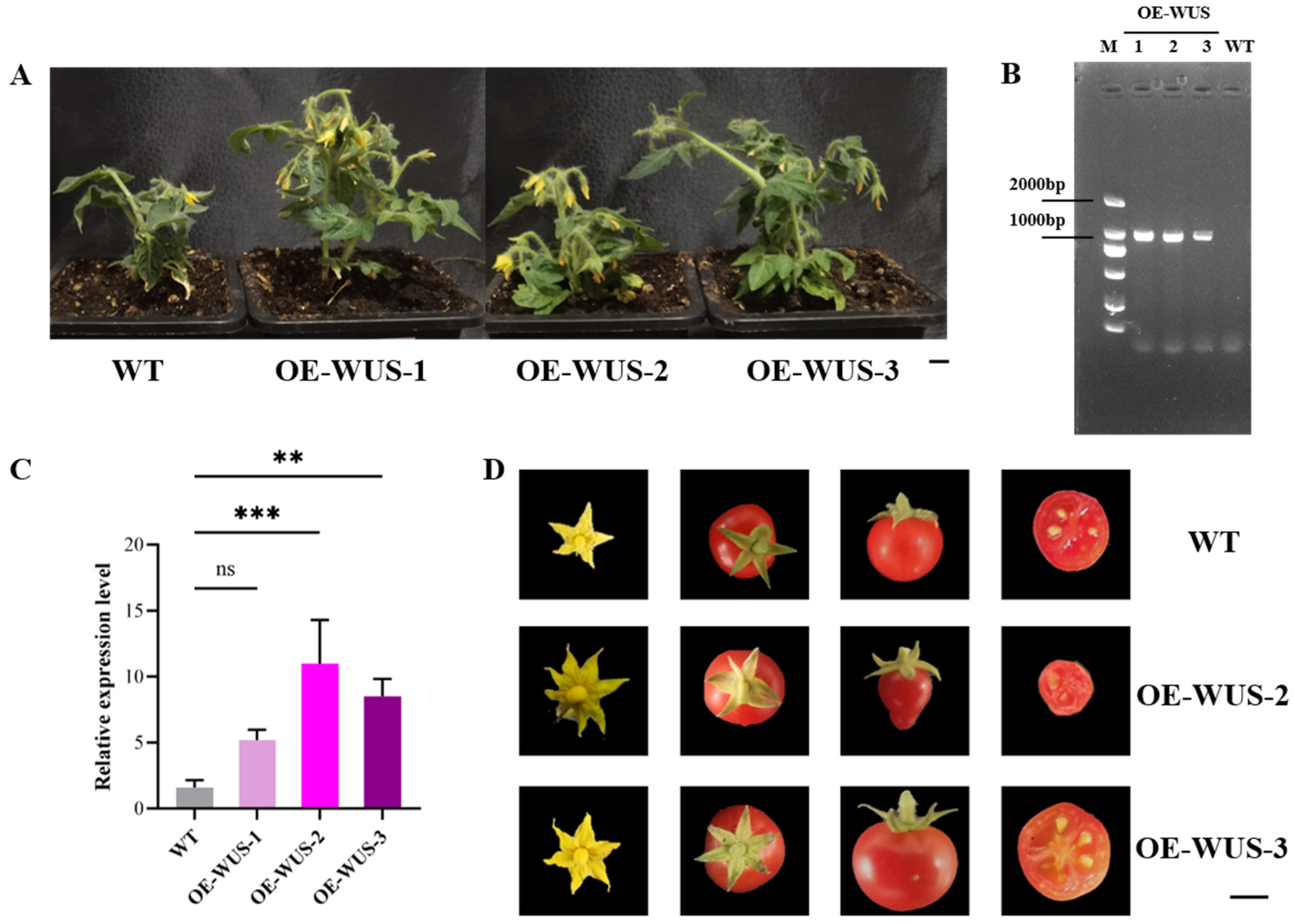 Horticulturae 11 01099 g004 Horticulturae 11 01099 g004