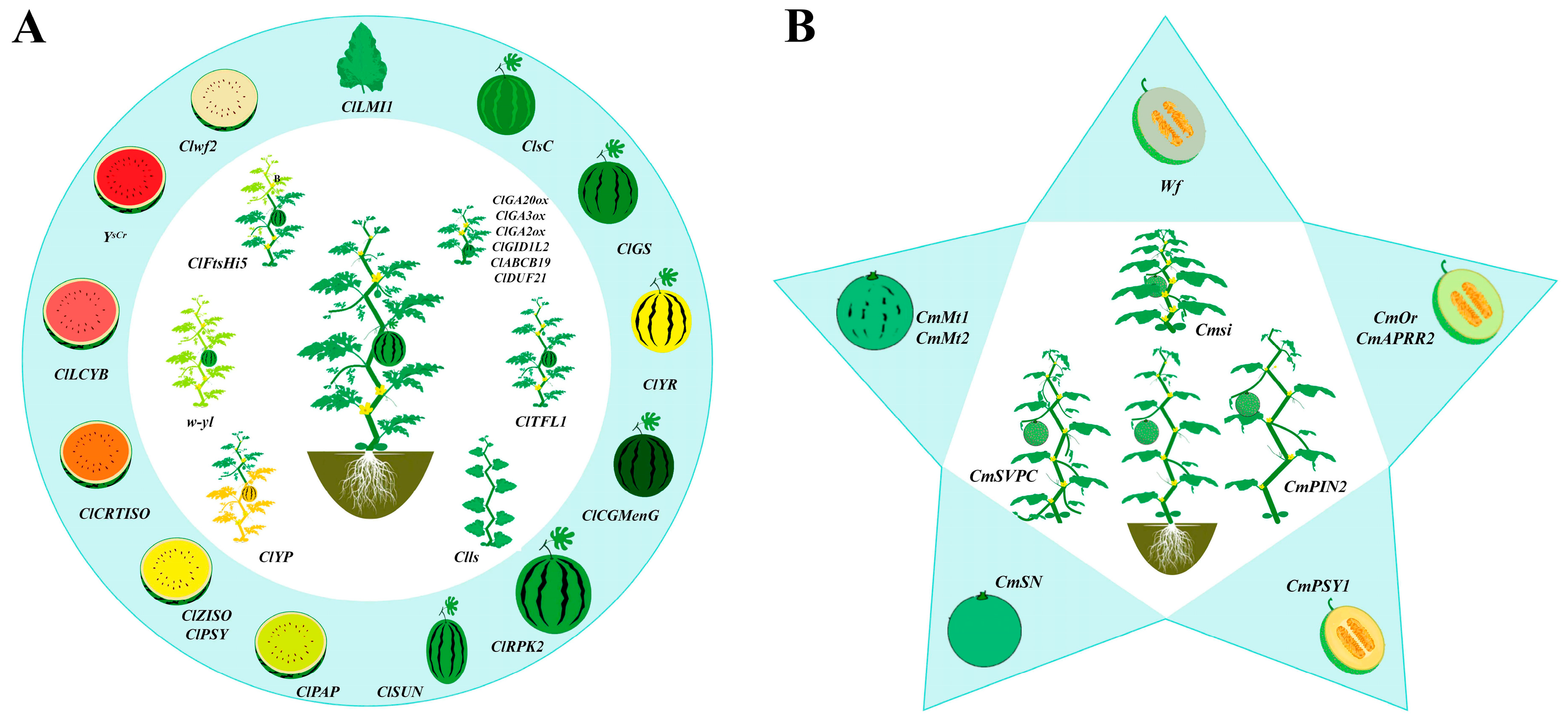 Horticulturae 11 01100 g001 Horticulturae 11 01100 g001