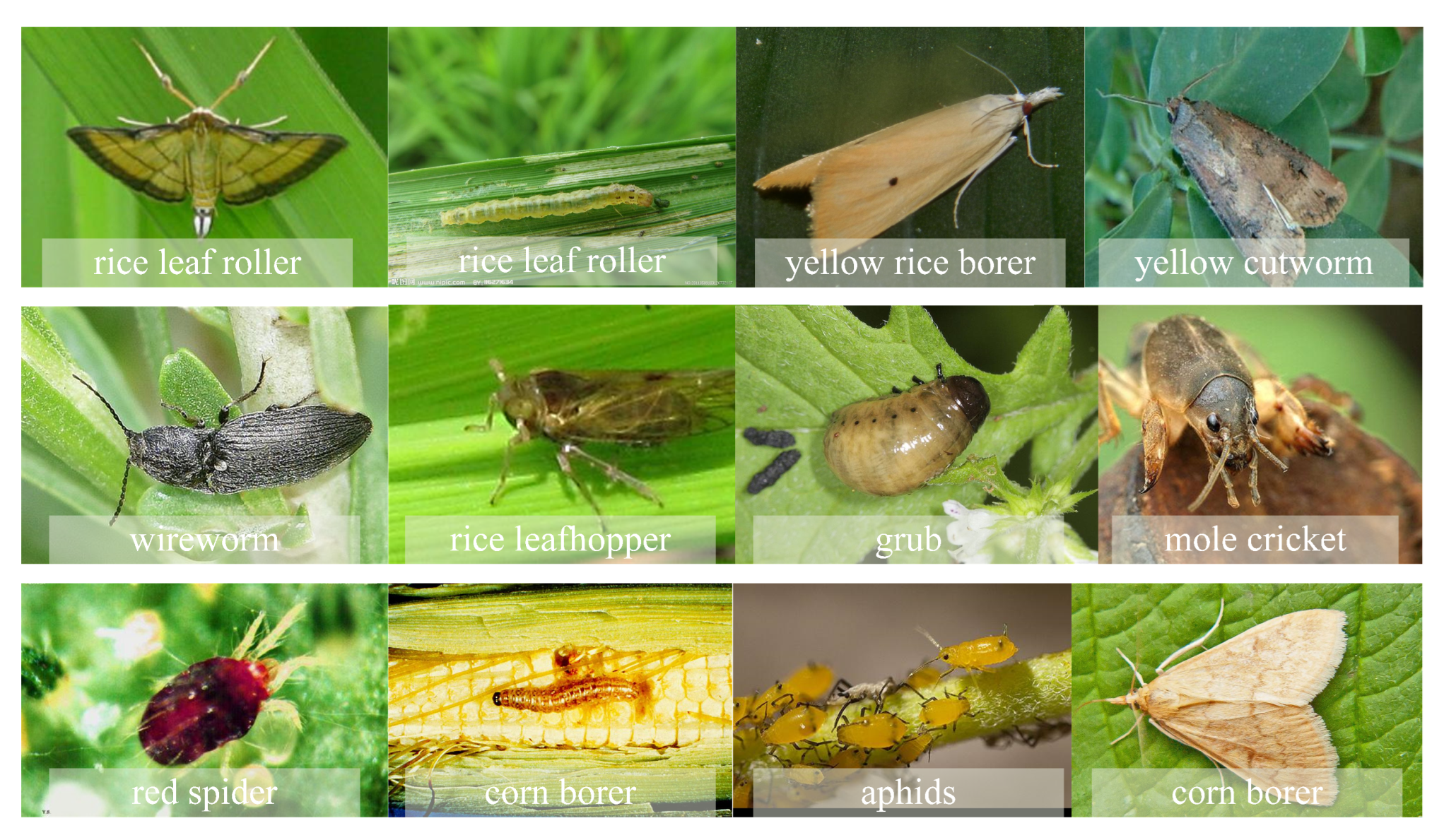 Horticulturae 11 01109 g001 Horticulturae 11 01109 g001