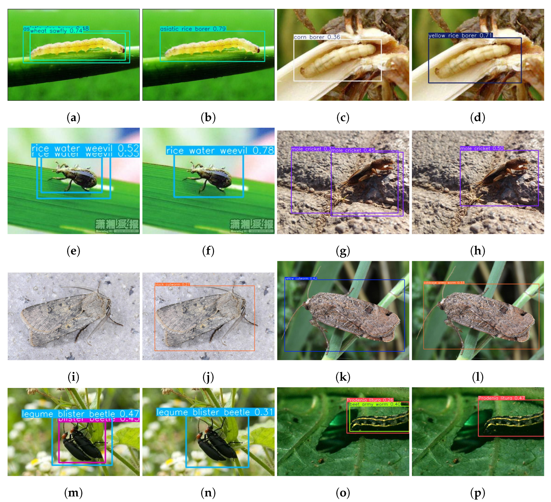 Horticulturae 11 01109 g007 Horticulturae 11 01109 g007
