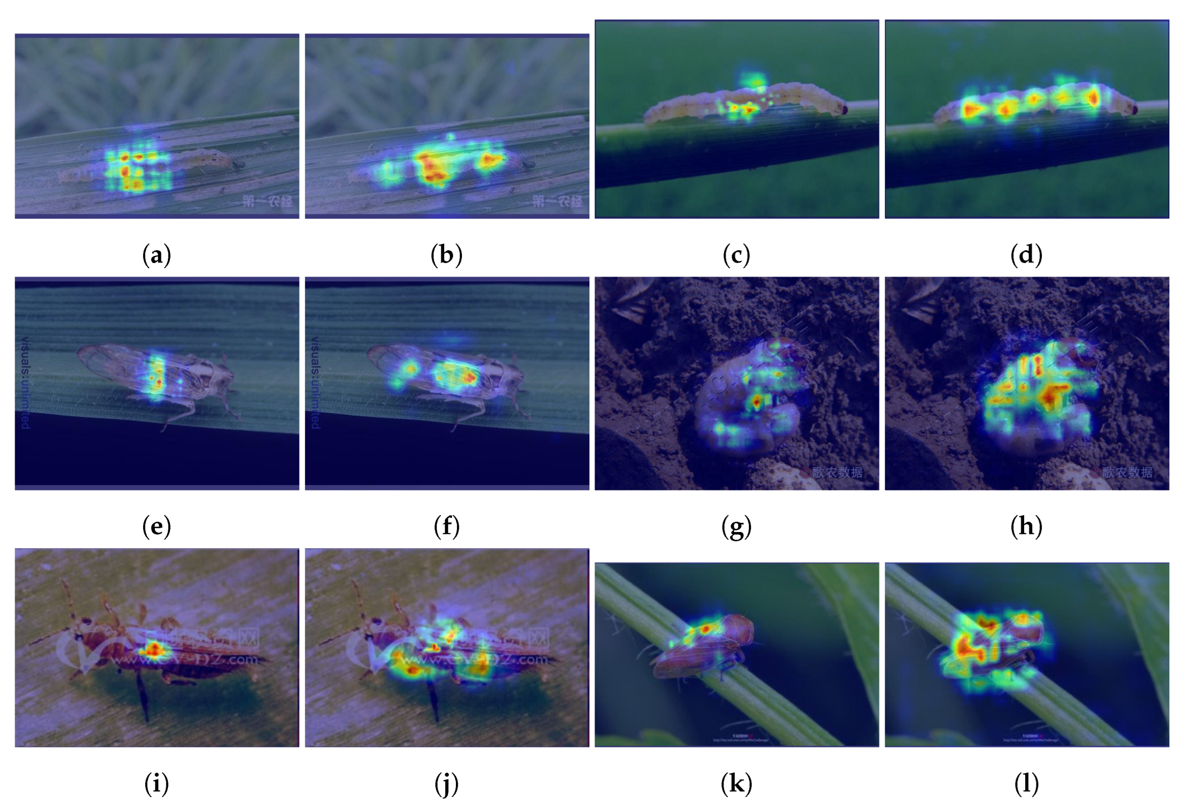 Horticulturae 11 01109 g008 Horticulturae 11 01109 g008