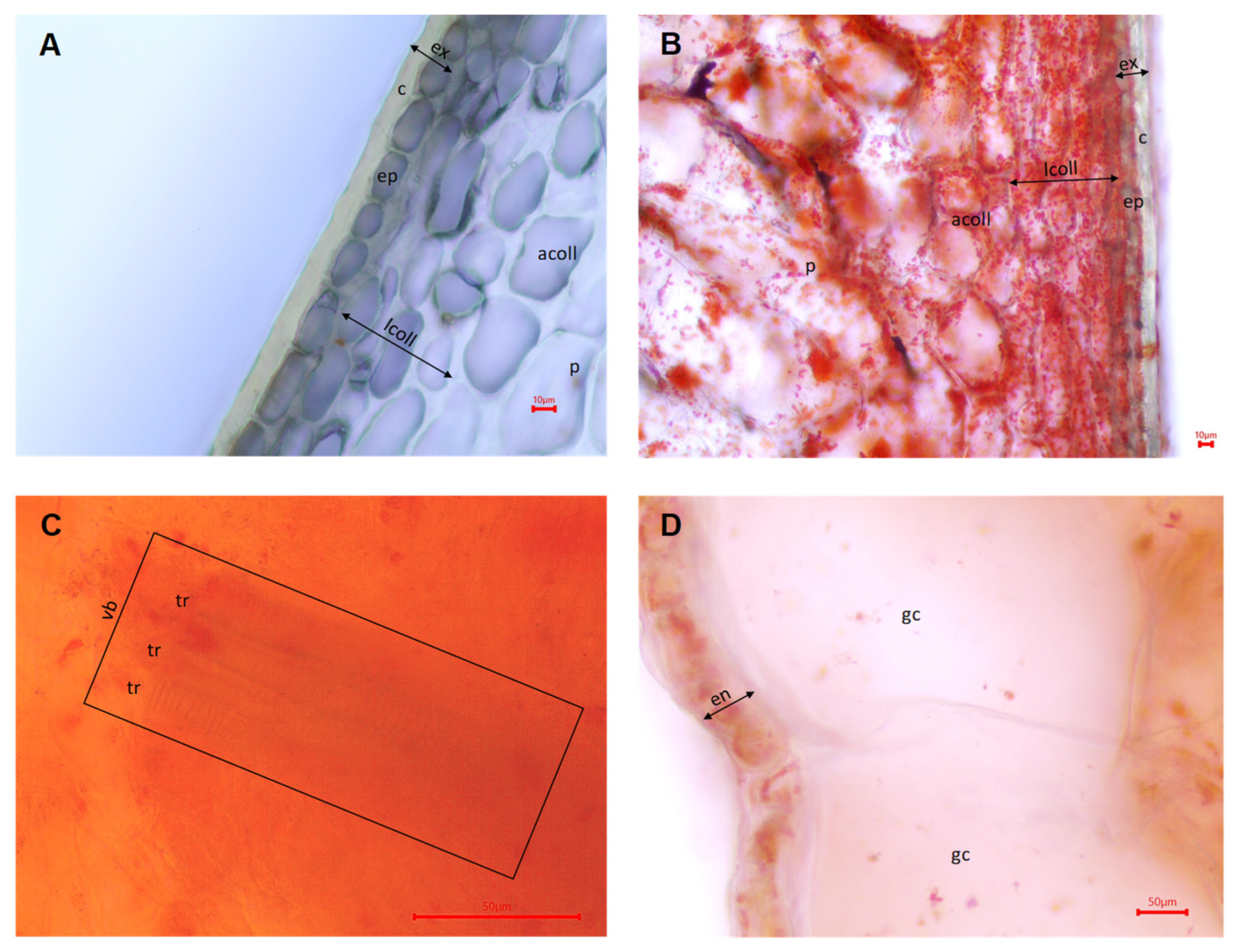 Horticulturae 11 01113 g002 Horticulturae 11 01113 g002