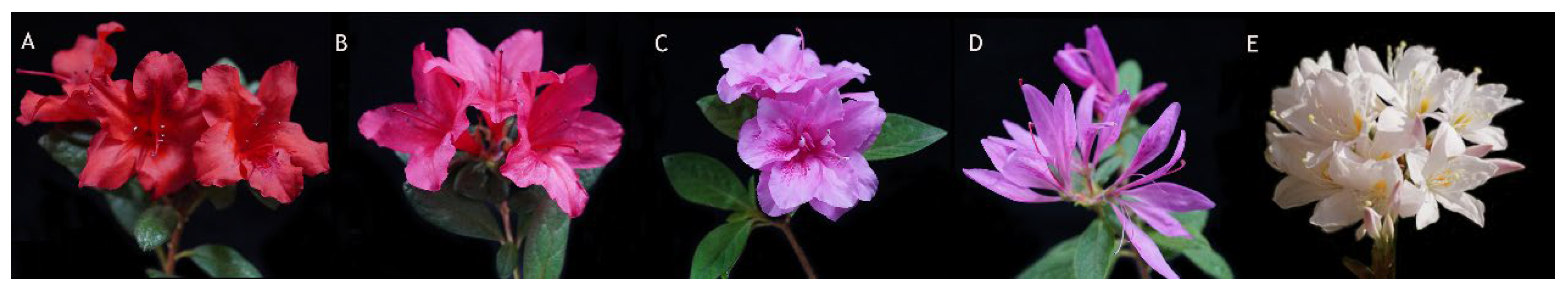 Horticulturae 11 01116 g001 Horticulturae 11 01116 g001