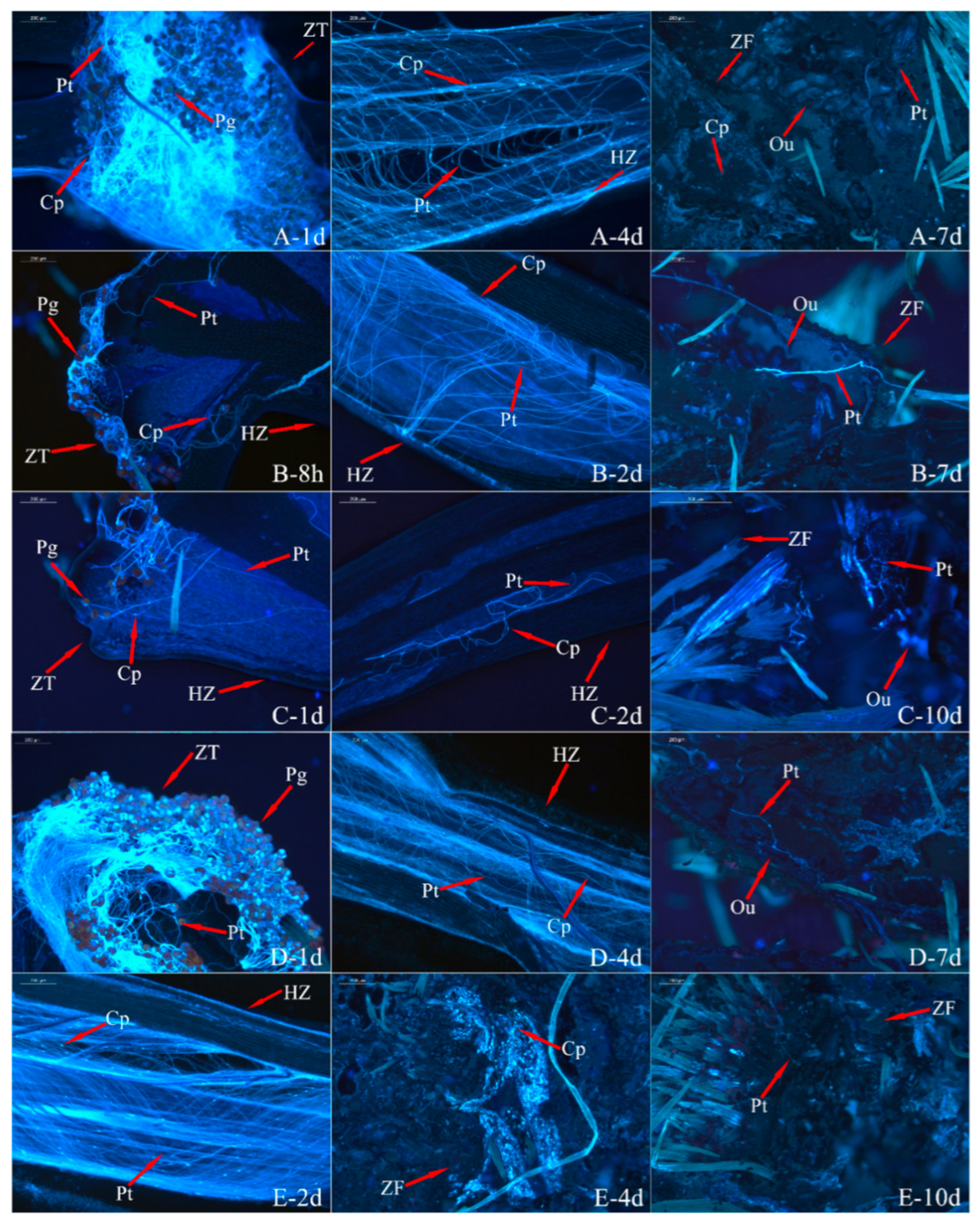 Horticulturae 11 01116 g003 Horticulturae 11 01116 g003