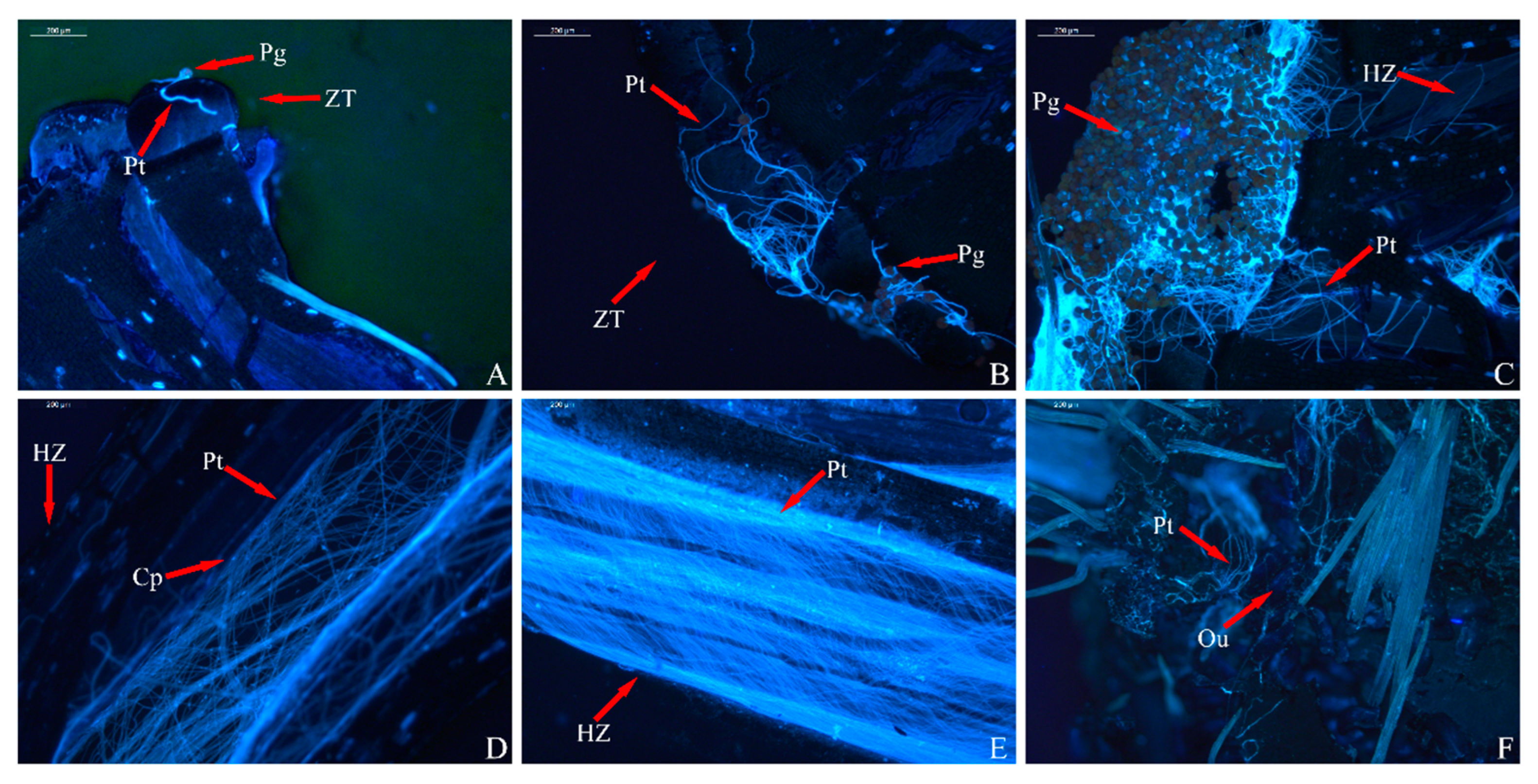 Horticulturae 11 01116 g004 Horticulturae 11 01116 g004