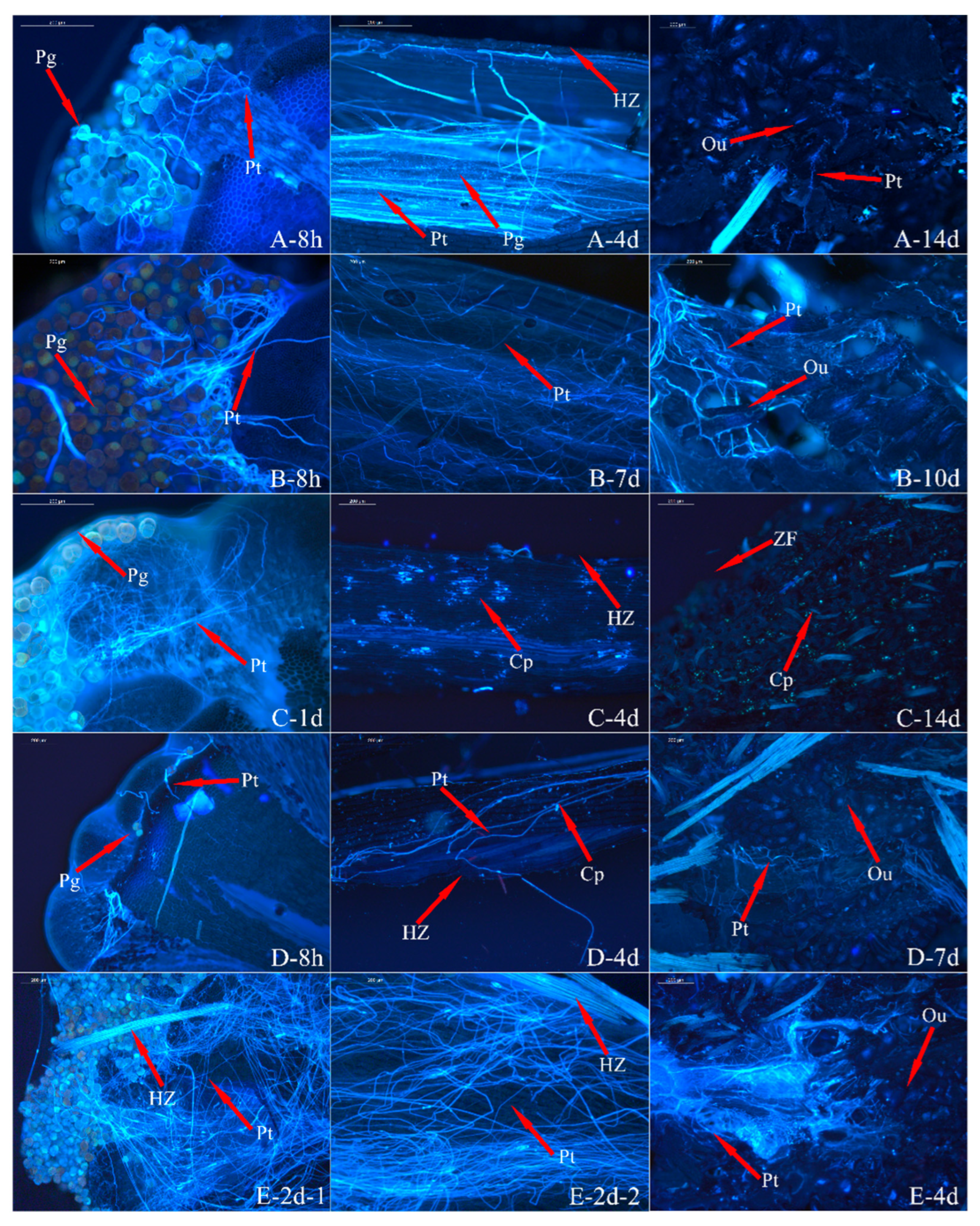 Horticulturae 11 01116 g005 Horticulturae 11 01116 g005