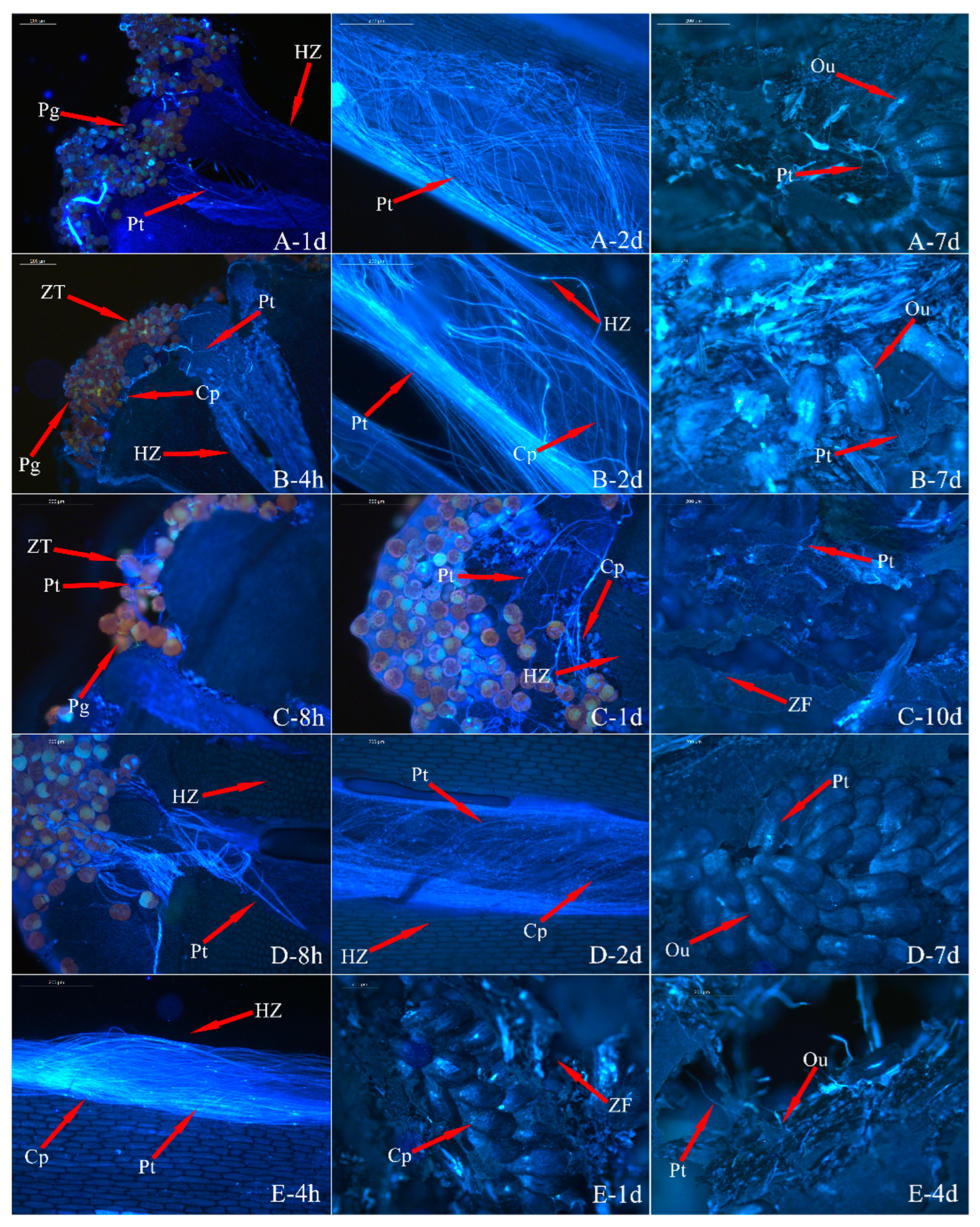 Horticulturae 11 01116 g007 Horticulturae 11 01116 g007