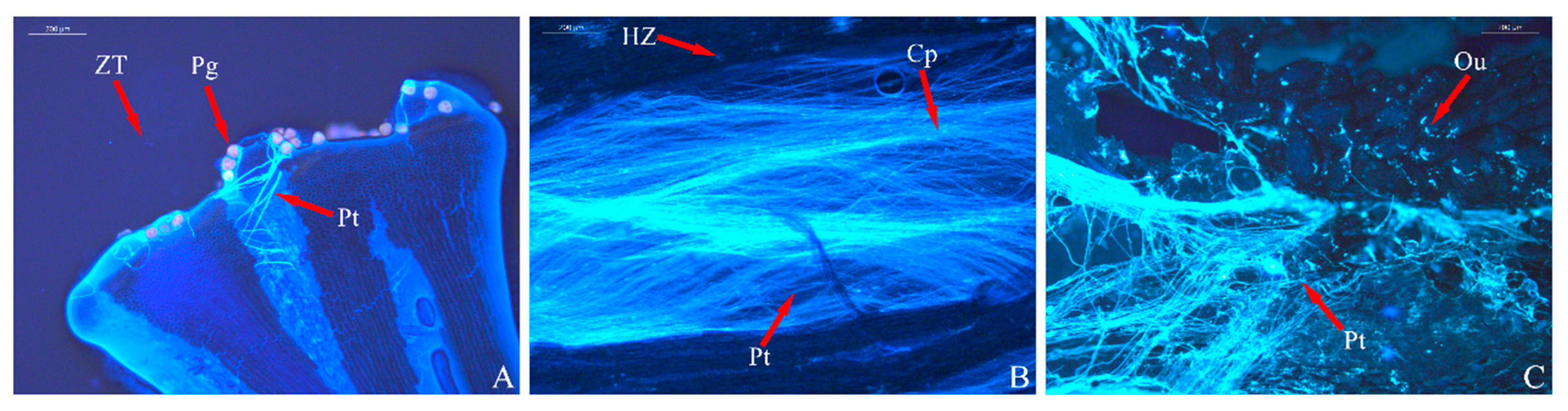 Horticulturae 11 01116 g008 Horticulturae 11 01116 g008