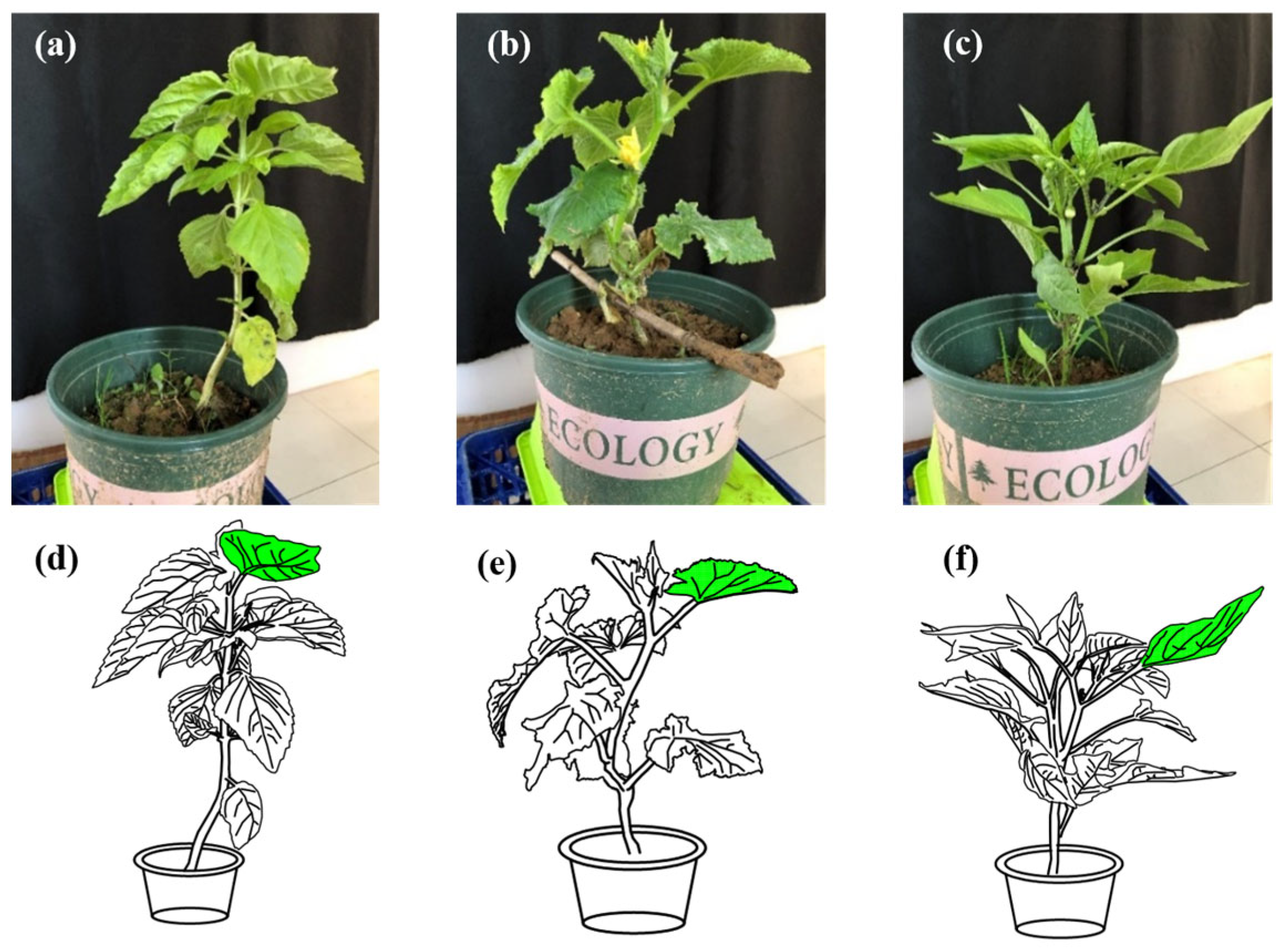 Horticulturae 11 01117 g001 Horticulturae 11 01117 g001