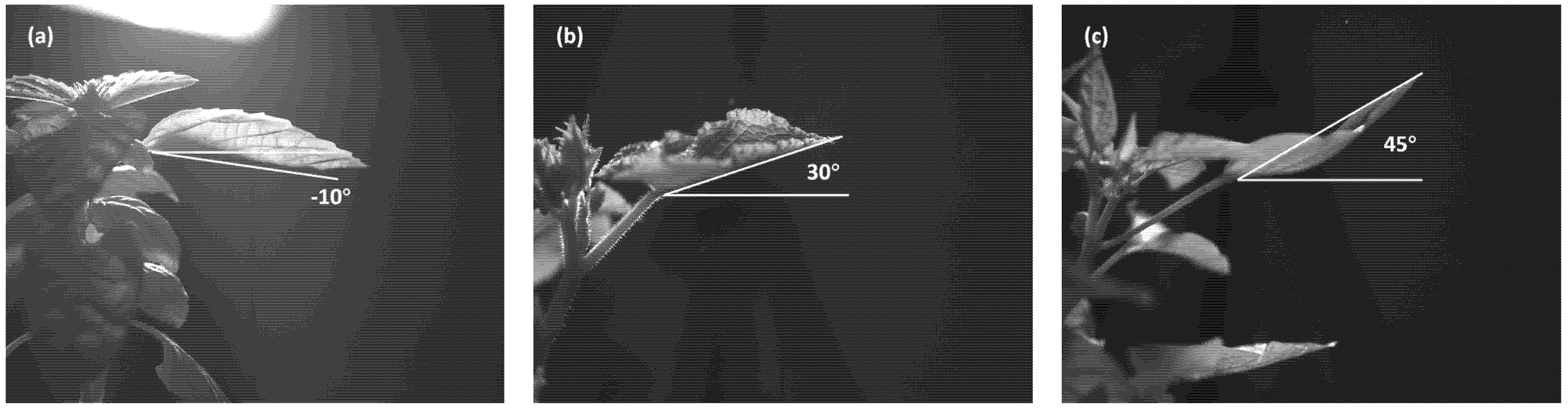 Horticulturae 11 01117 g002 Horticulturae 11 01117 g002