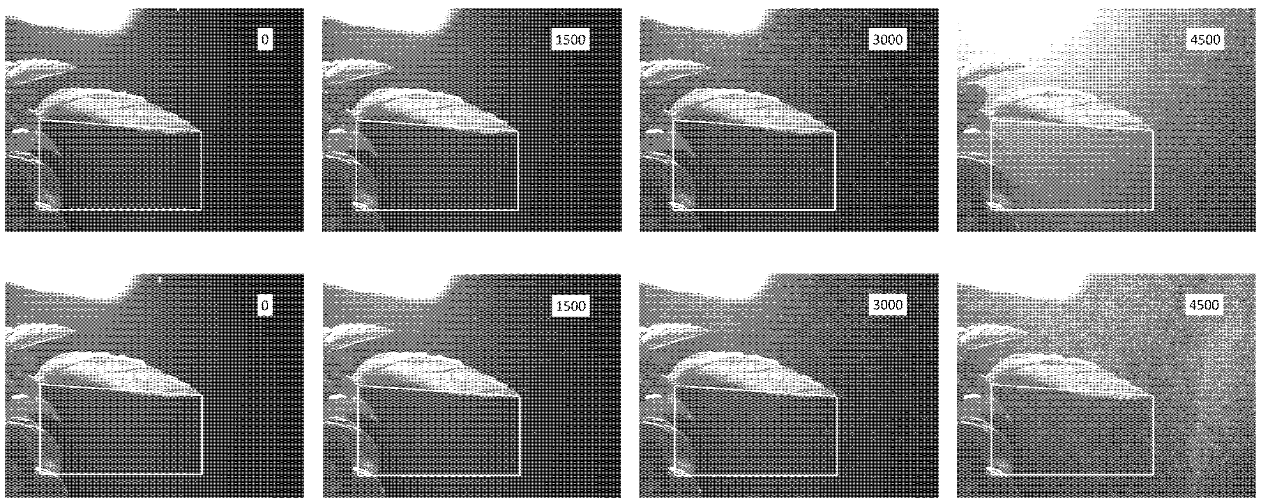 Horticulturae 11 01117 g005 Horticulturae 11 01117 g005