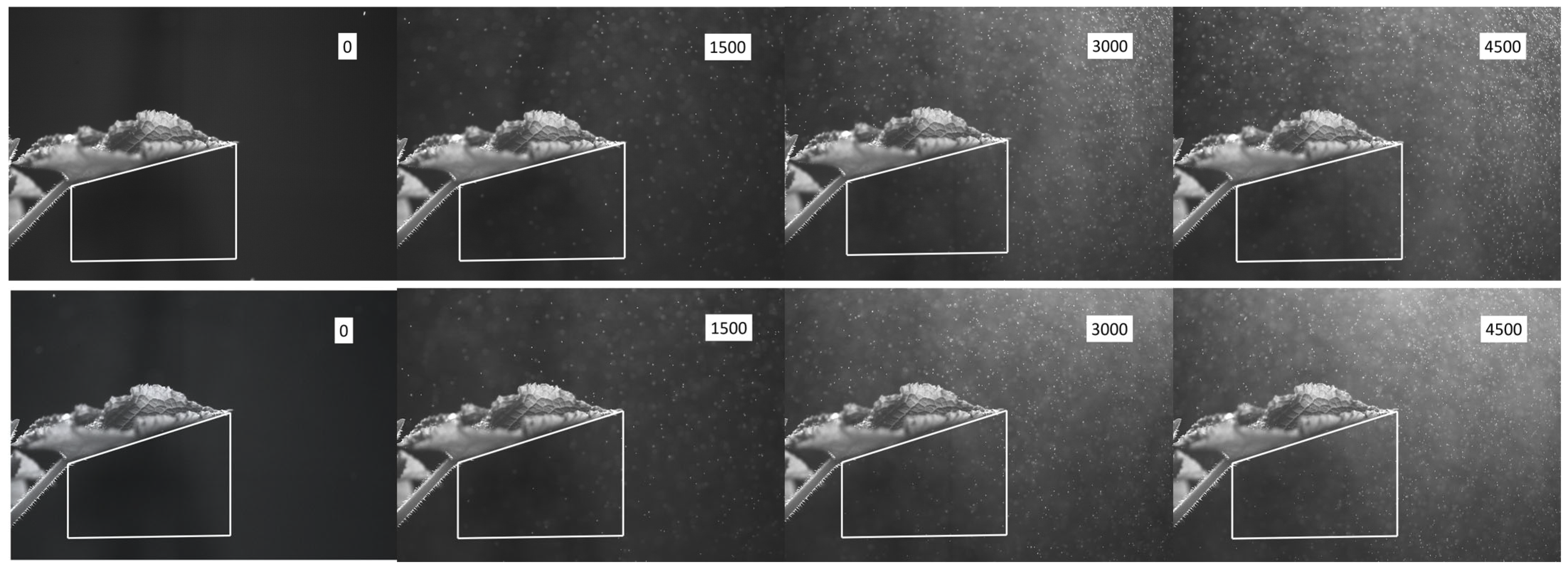 Horticulturae 11 01117 g006 Horticulturae 11 01117 g006