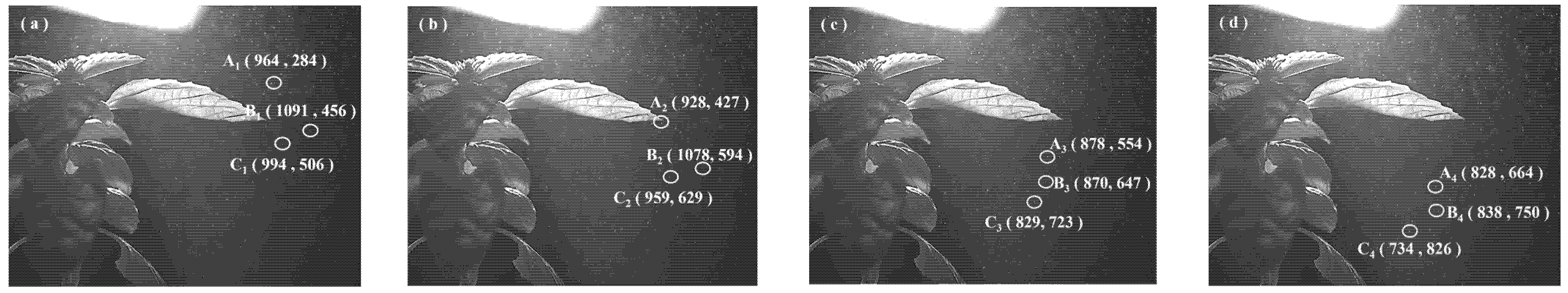 Horticulturae 11 01117 g009 Horticulturae 11 01117 g009