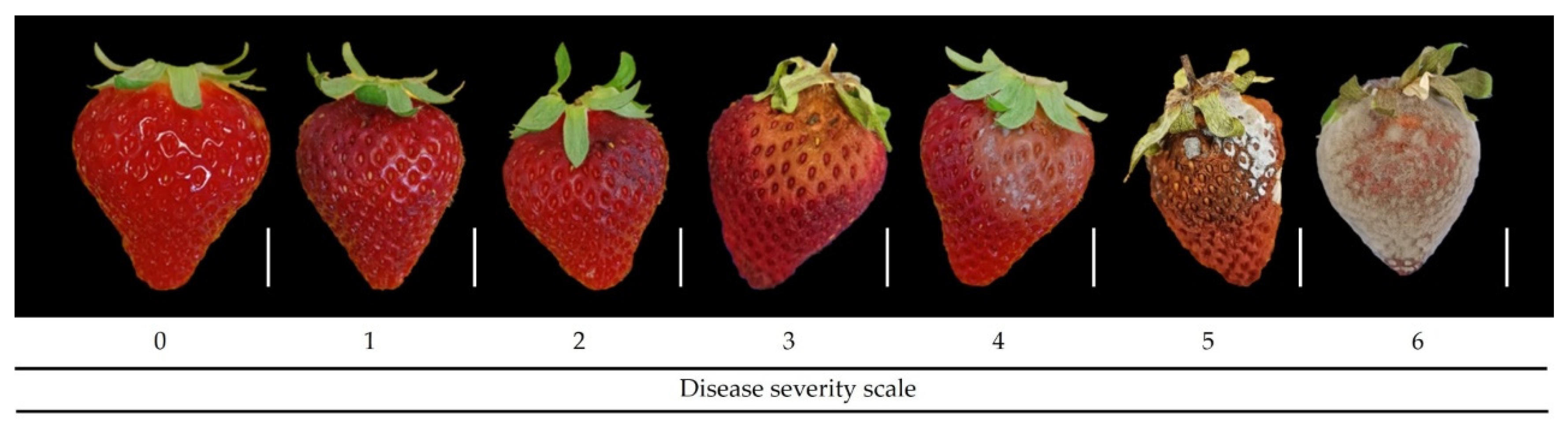 Horticulturae 11 01121 g002 Horticulturae 11 01121 g002