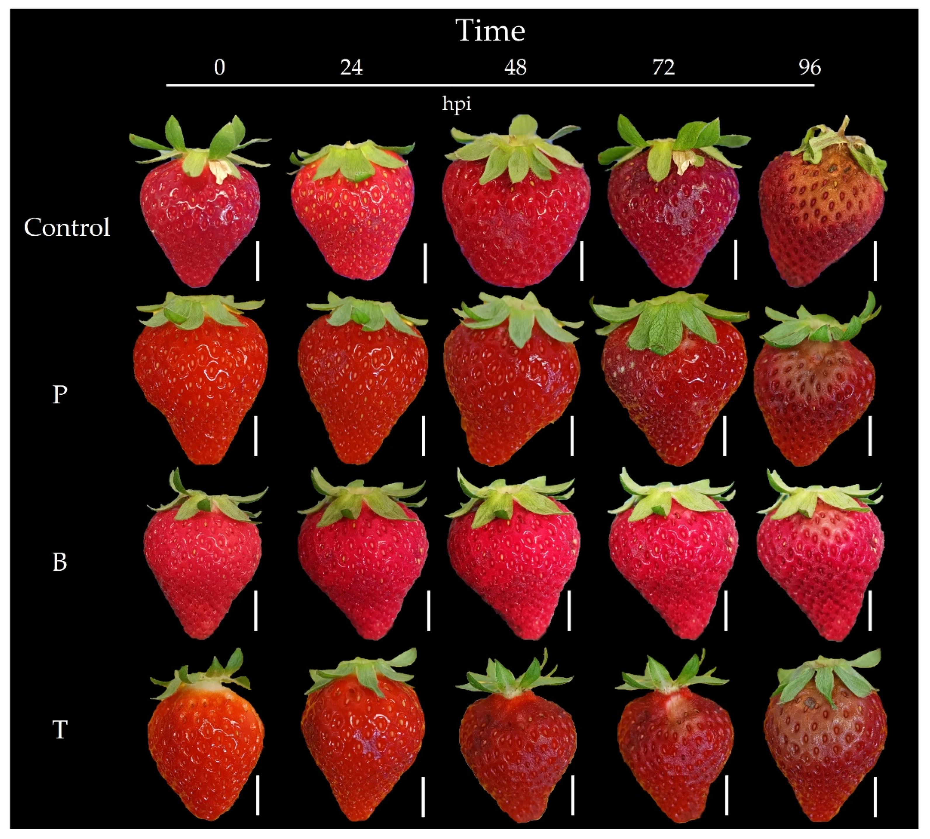 Horticulturae 11 01121 g007 Horticulturae 11 01121 g007
