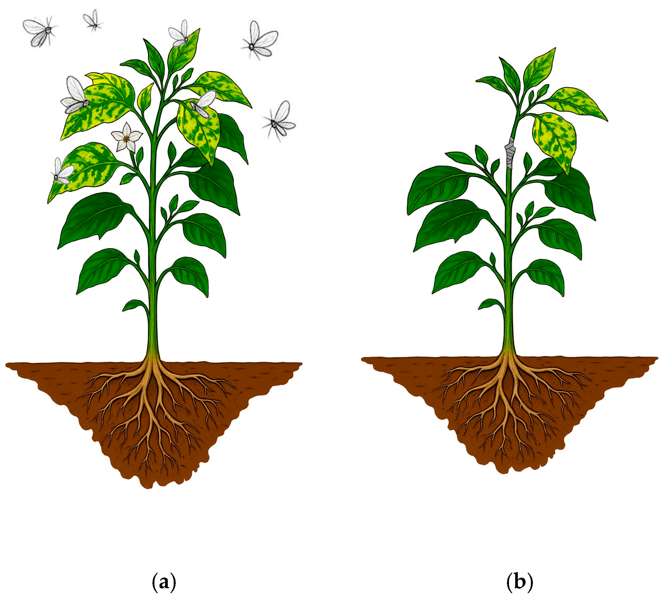 Horticulturae 11 01124 g001